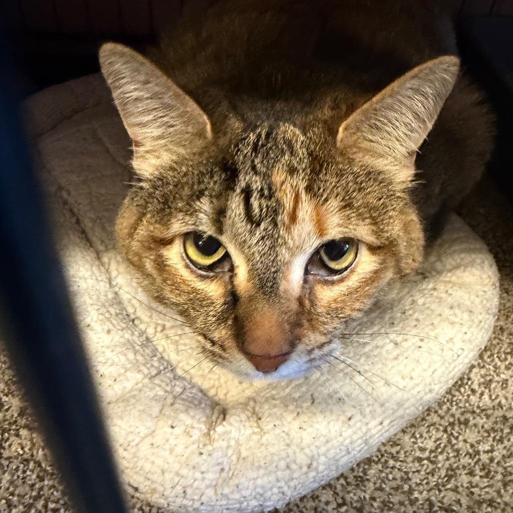 Mavis, Adoptable, Senior Female Domestic Short Hair.