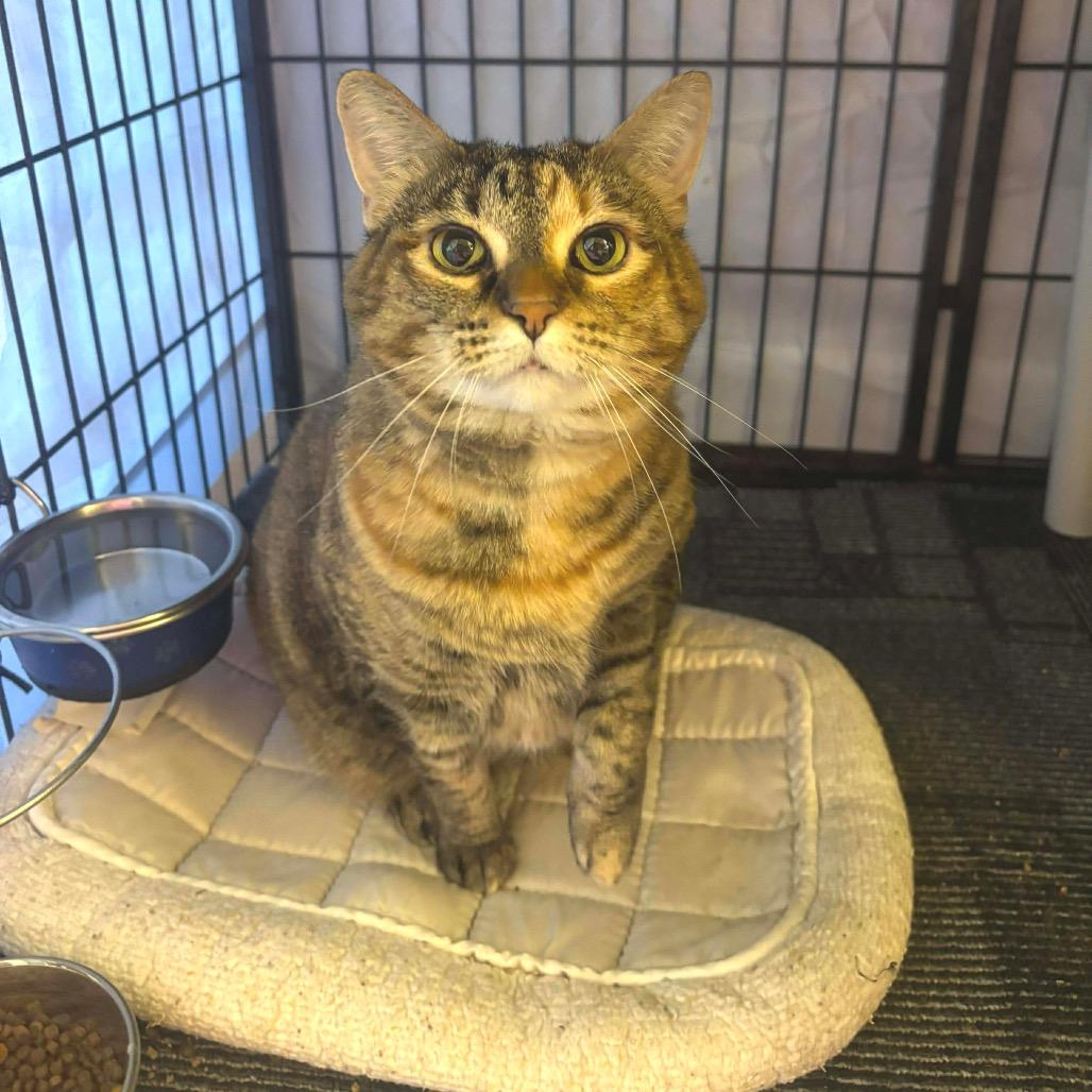 Mavis, a Adoptable Domestic Short Hair in Sand Springs, OK image 2/2