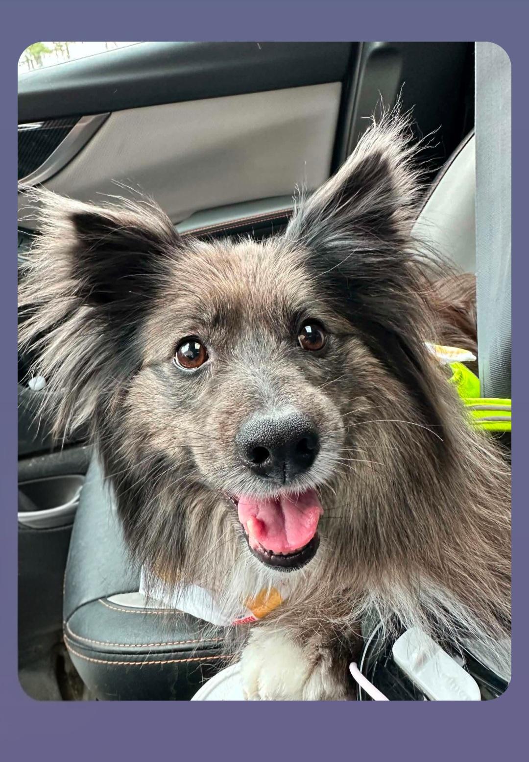 Pepper, a Adoptable Shetland Sheepdog / Sheltie in Portland, ME image 3/5