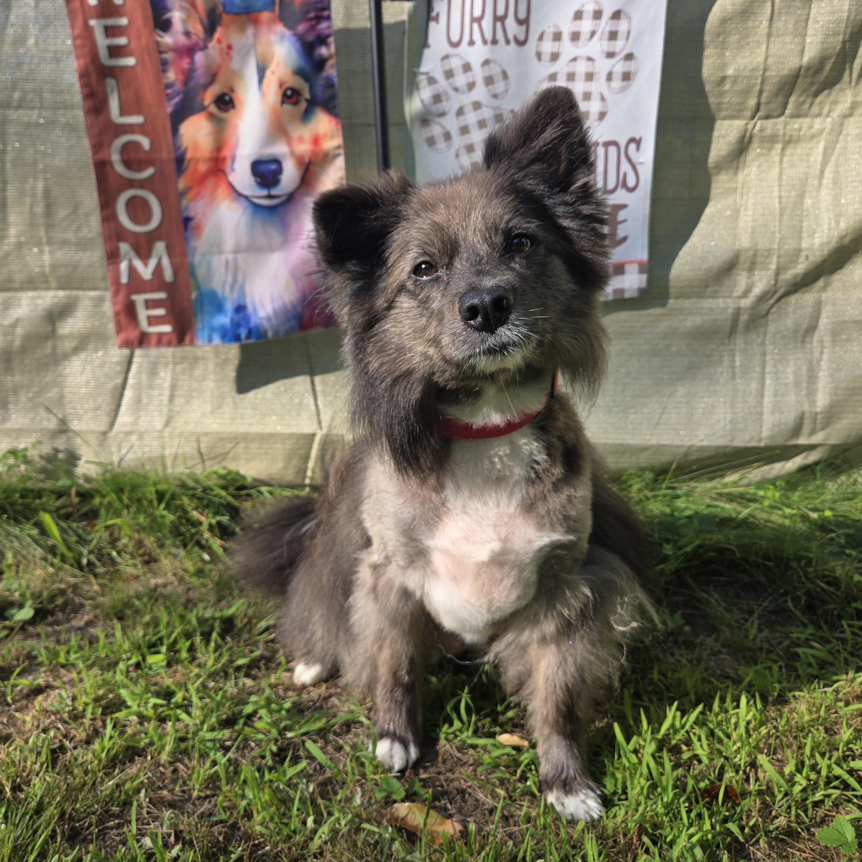 Pepper, a Adoptable Shetland Sheepdog / Sheltie in Portland, ME image 2/5