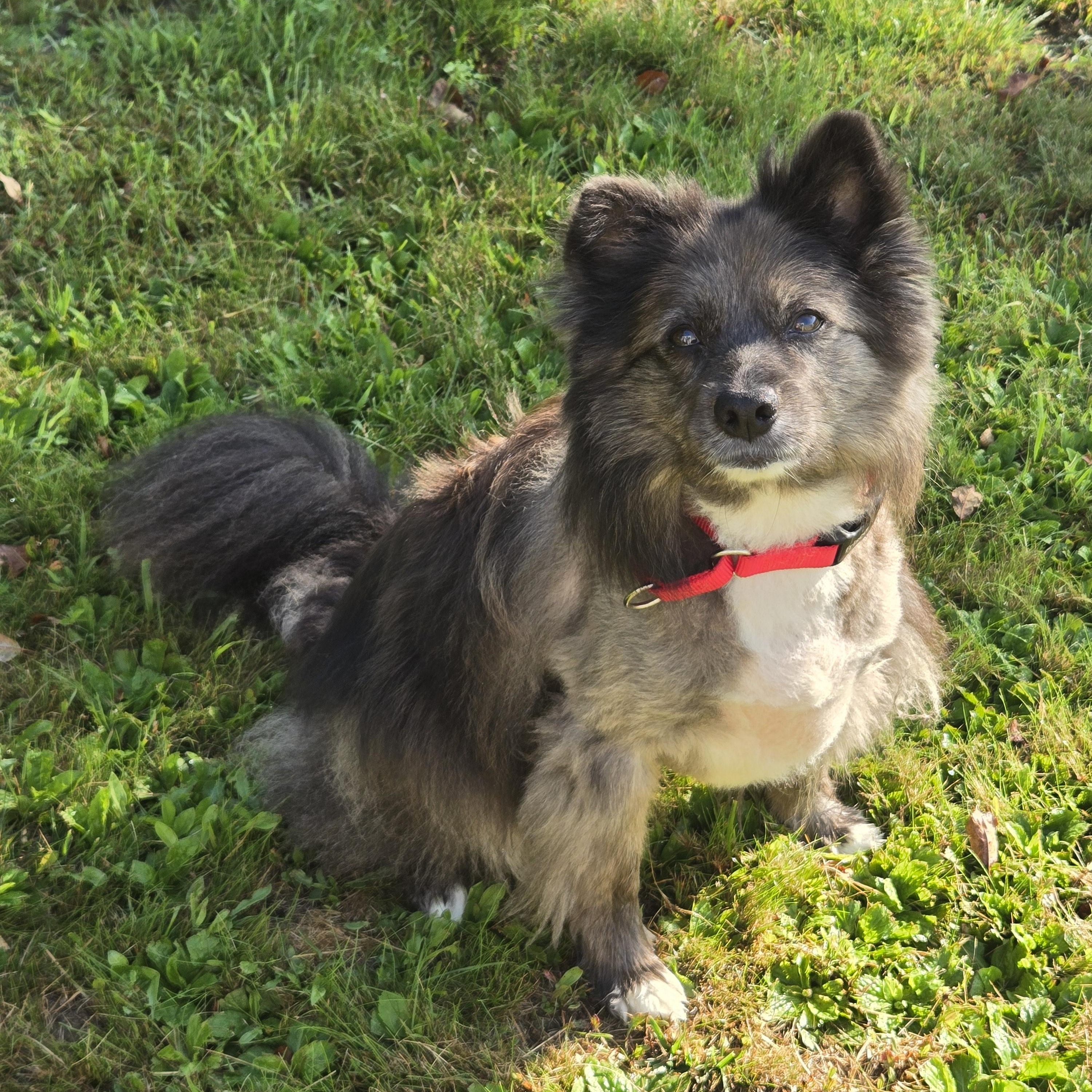 Pepper, Adoptable, Adult Female Shetland Sheepdog / Sheltie.