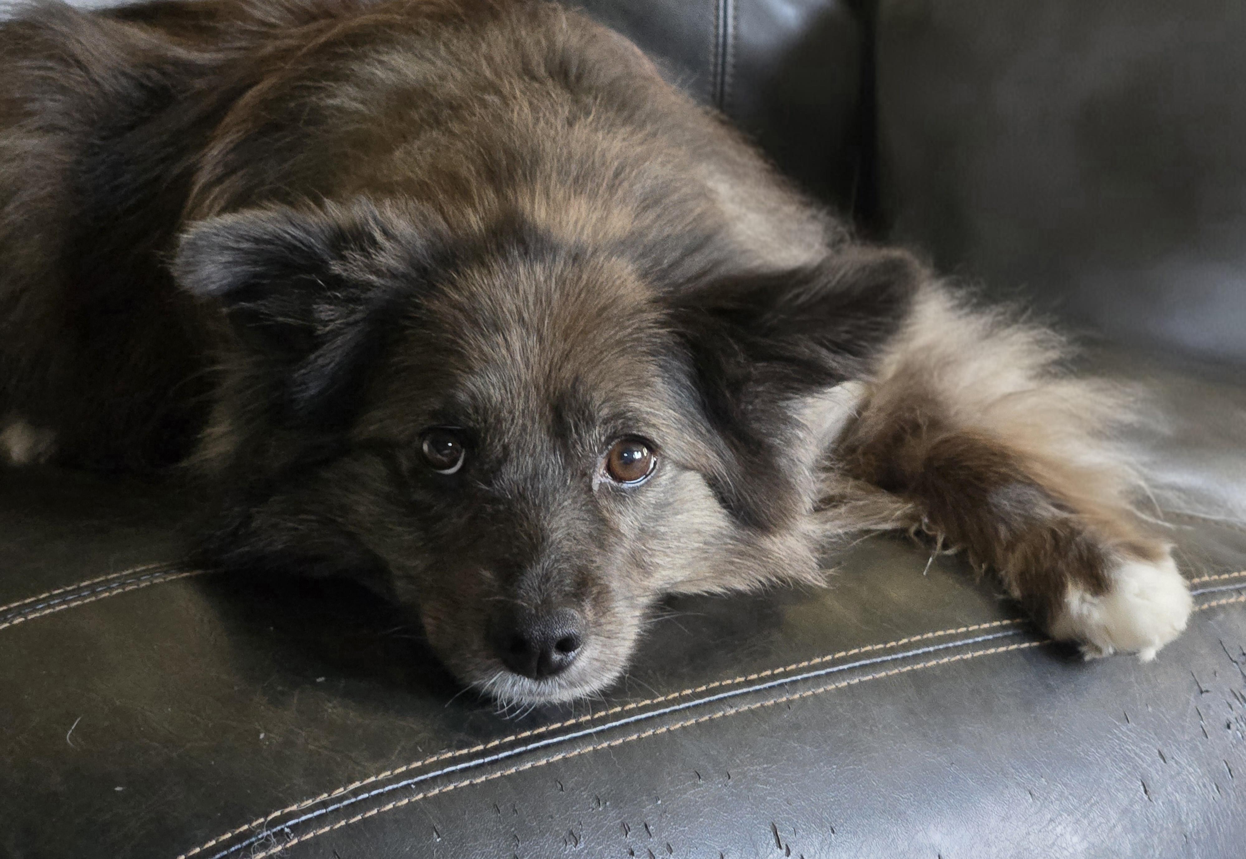 Pepper, a Adoptable Shetland Sheepdog / Sheltie in Portland, ME image 4/5