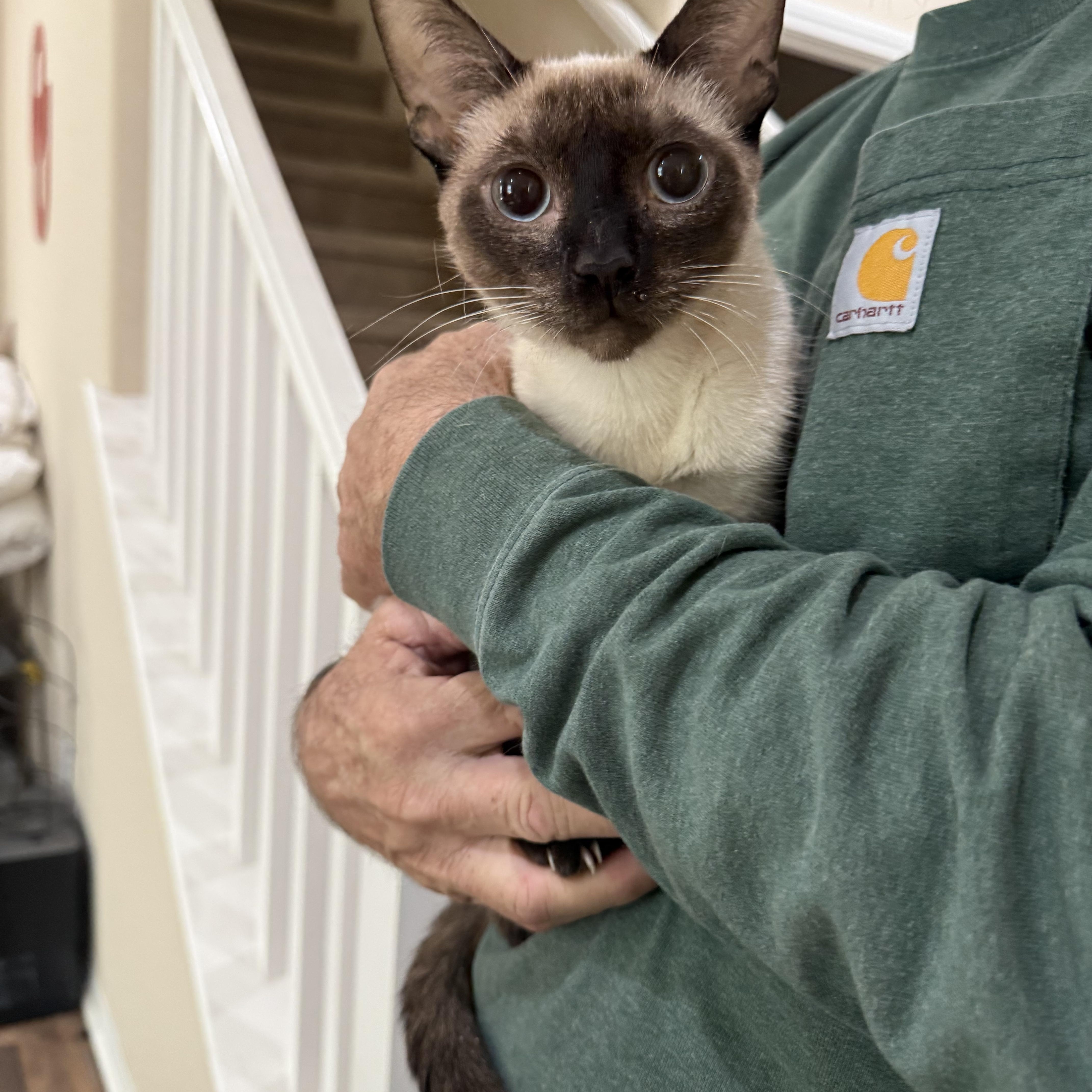 Serena, ADOPTABLE, Adult Female Siamese.