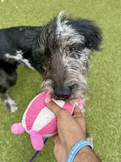 Marble Marley, Adoptable, Young Male Mixed Breed & Mixed Breed.