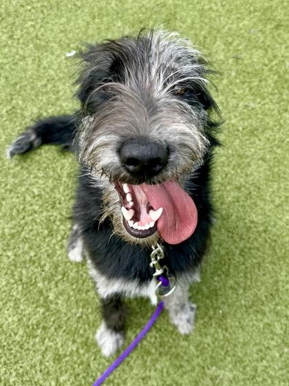 Marble Marley, a Adoptable mixed breed in Wichita, KS image 3/3