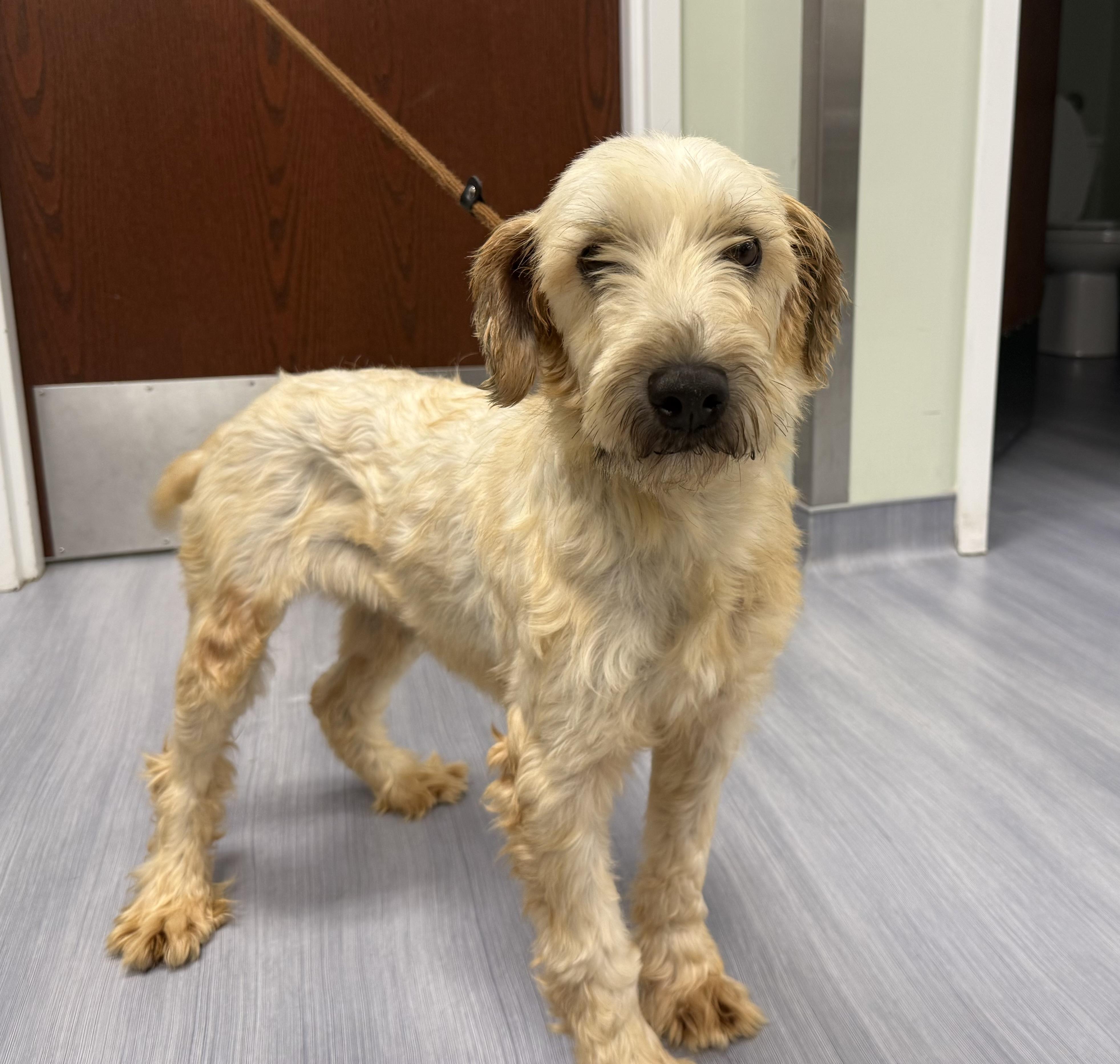 Enlarge Nutmeg, an adopted Wheaten Terrier in Milford, CT image 4/5