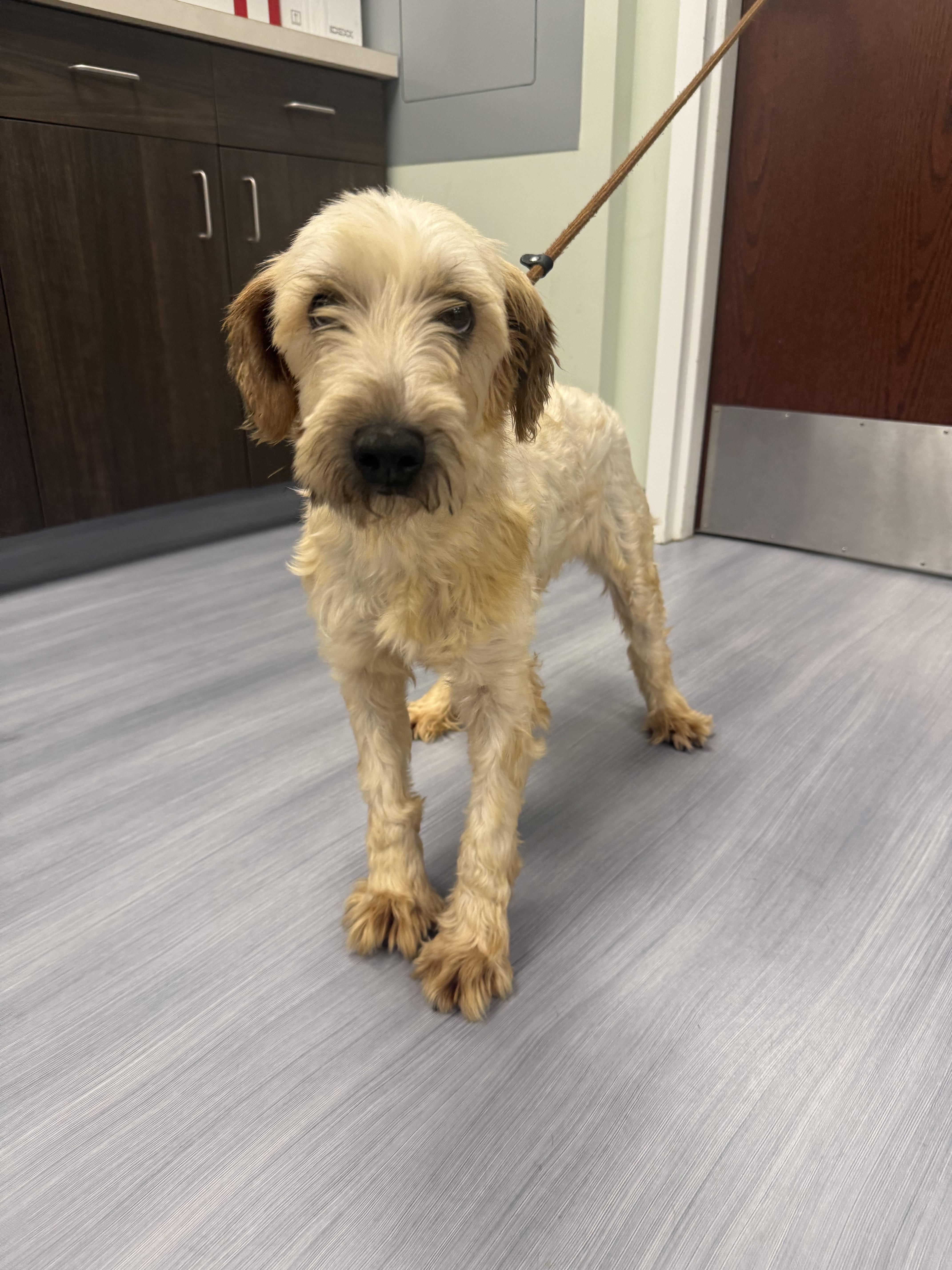 Enlarge Nutmeg, an adopted Wheaten Terrier in Milford, CT image 2/5