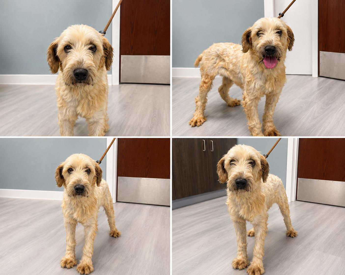 Enlarge Nutmeg, an adopted Wheaten Terrier in Milford, CT image 5/5
