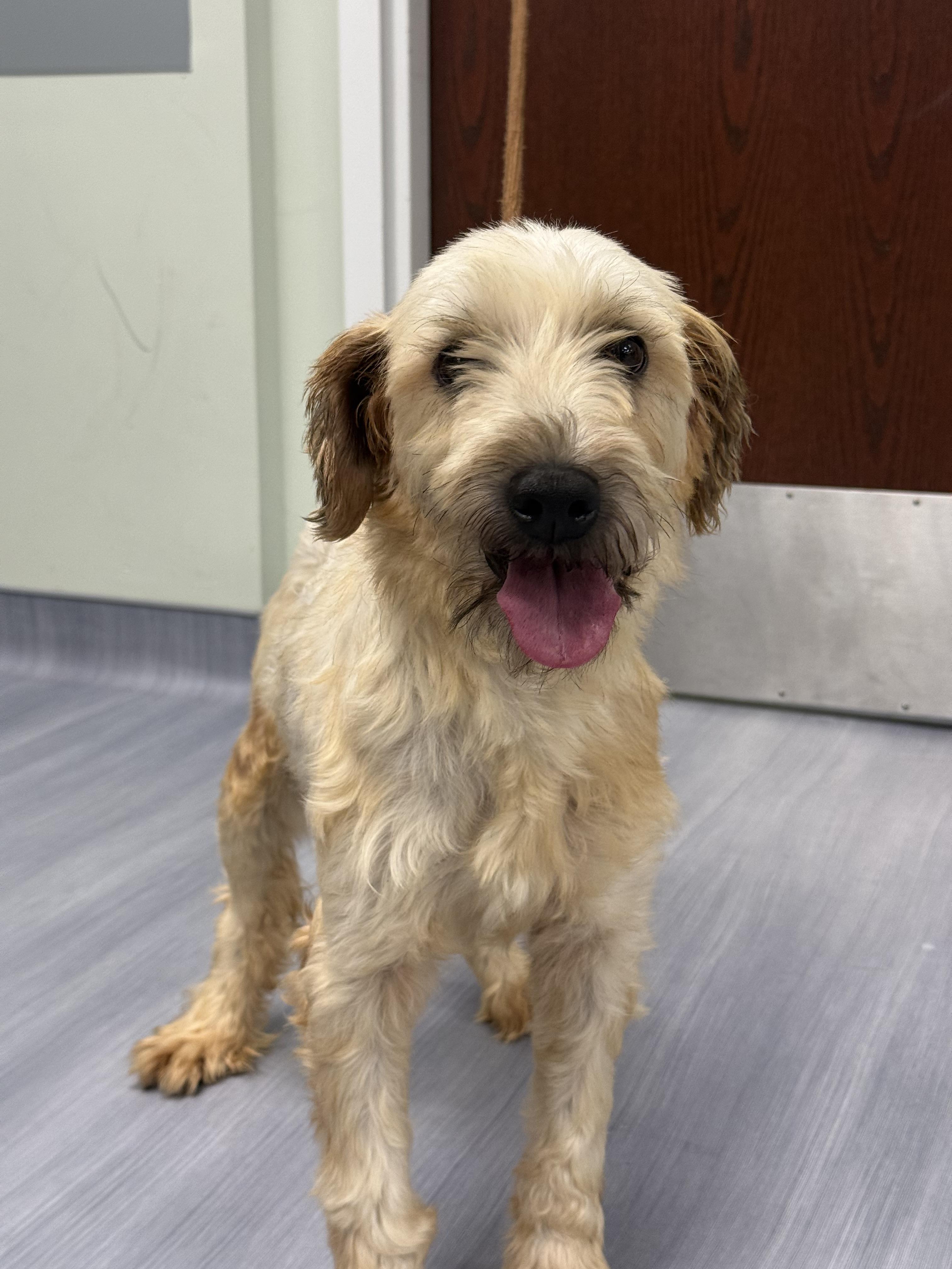 Enlarge Nutmeg, an adopted Wheaten Terrier in Milford, CT image 3/5