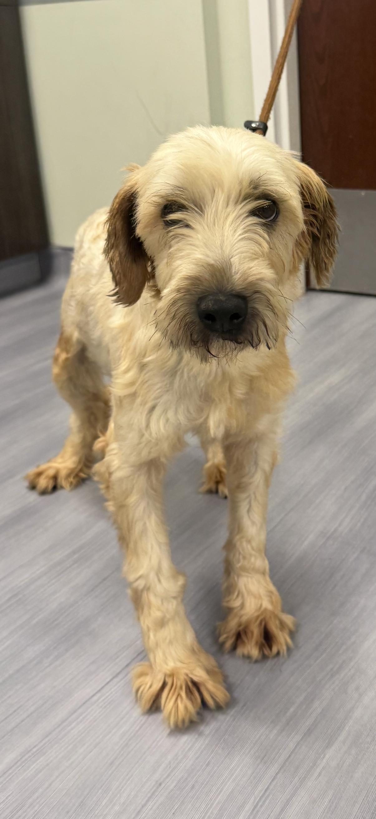 Nutmeg, adopted, Adult Female Wheaten Terrier.