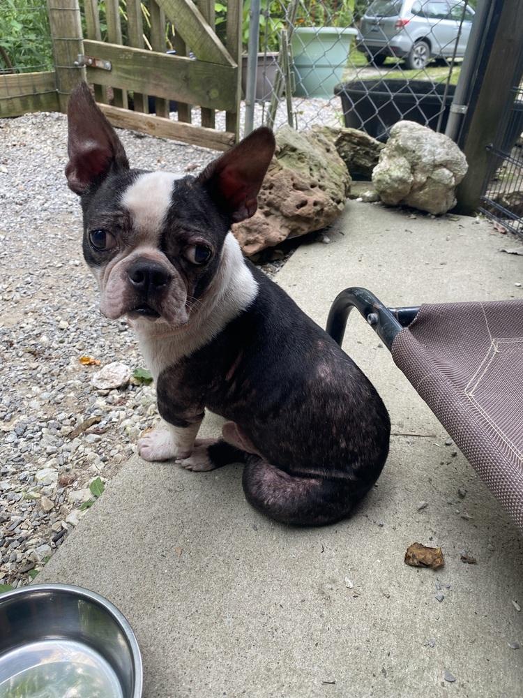 Kaleb Guardian KY4866, Adoptable, Adult Male Boston Terrier.