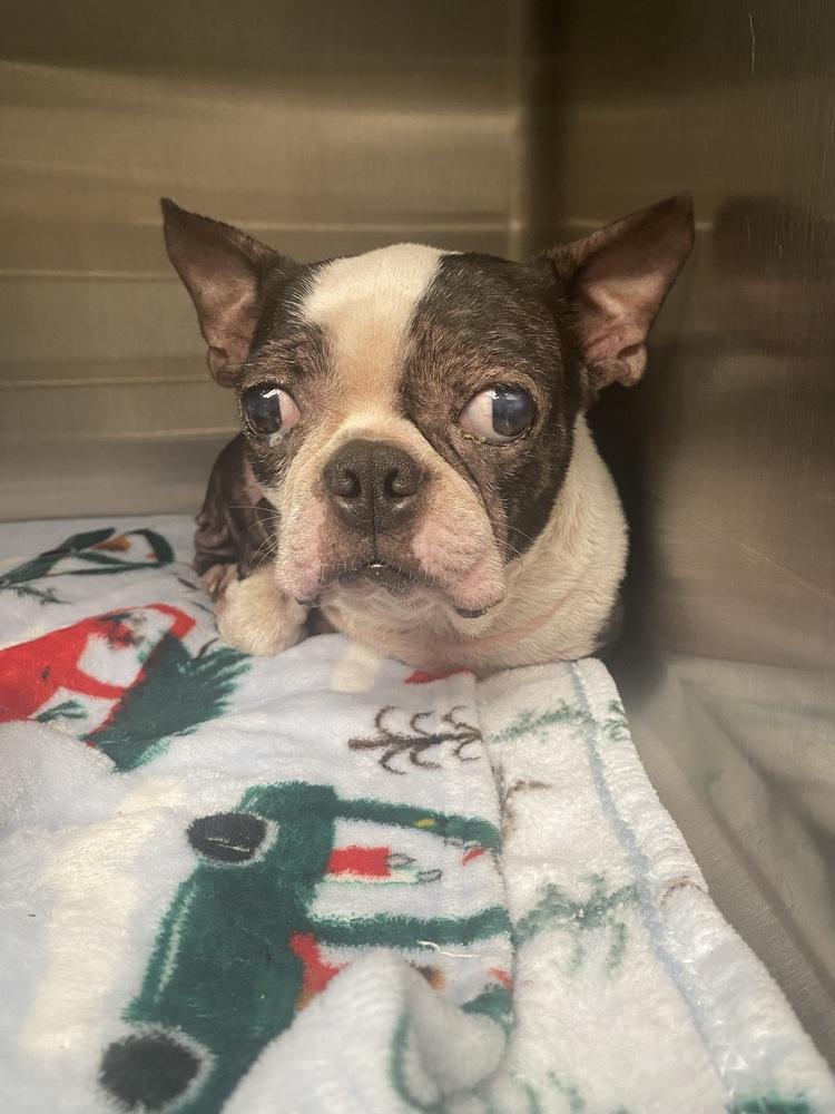 Kaleb Guardian KY4866, a Adoptable Boston Terrier in Maryville, TN image 2/4