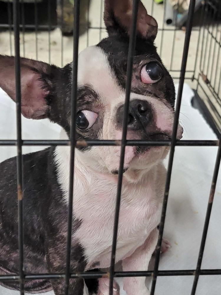 Kaleb Guardian KY4866, a Adoptable Boston Terrier in Maryville, TN image 3/4