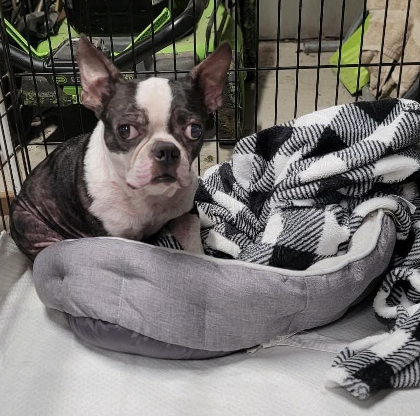 Kaleb Guardian KY4866, a Adoptable Boston Terrier in Maryville, TN image 4/4