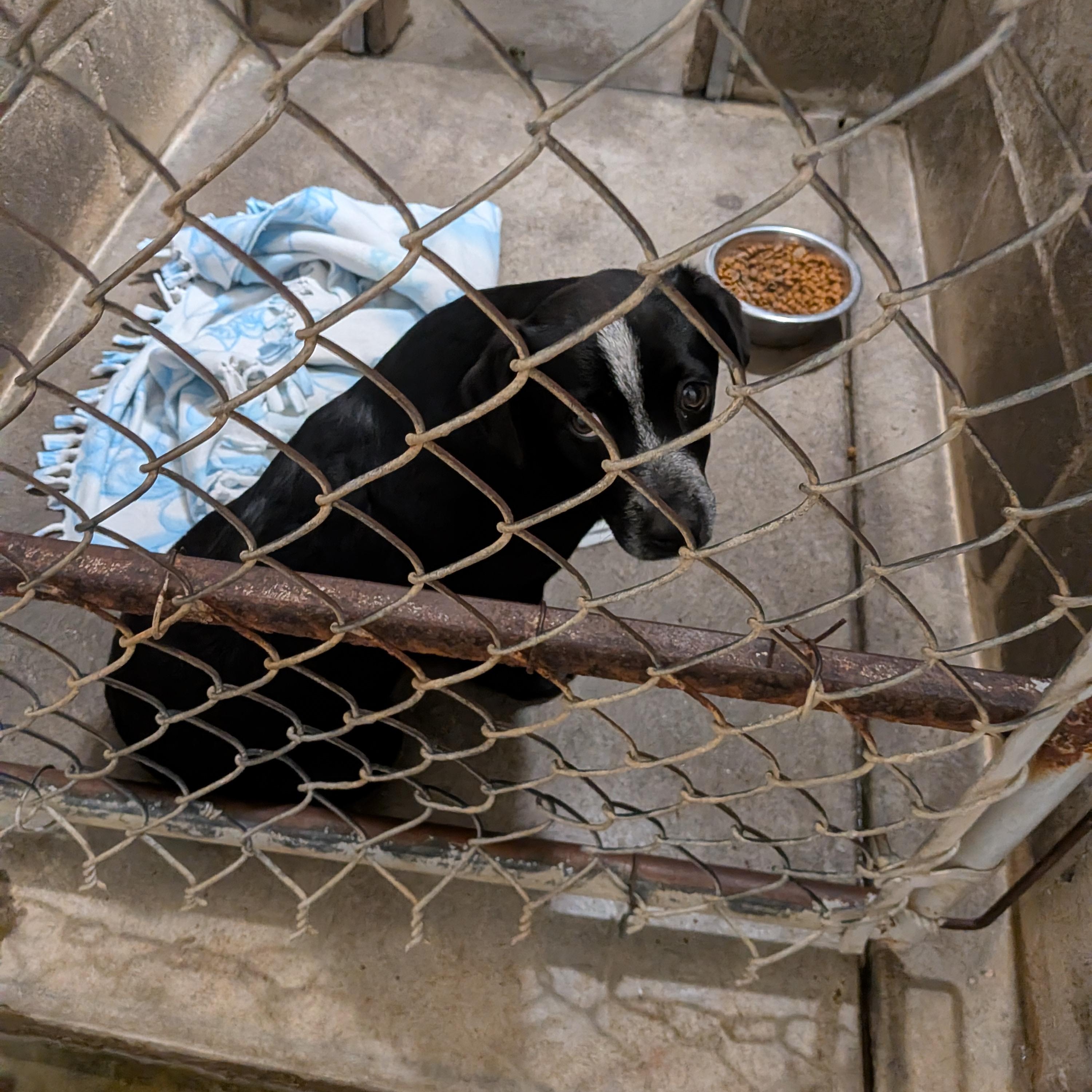 Jenny, adopted, Puppy Female Australian Cattle Dog / Blue Heeler & Black Labrador Retriever.