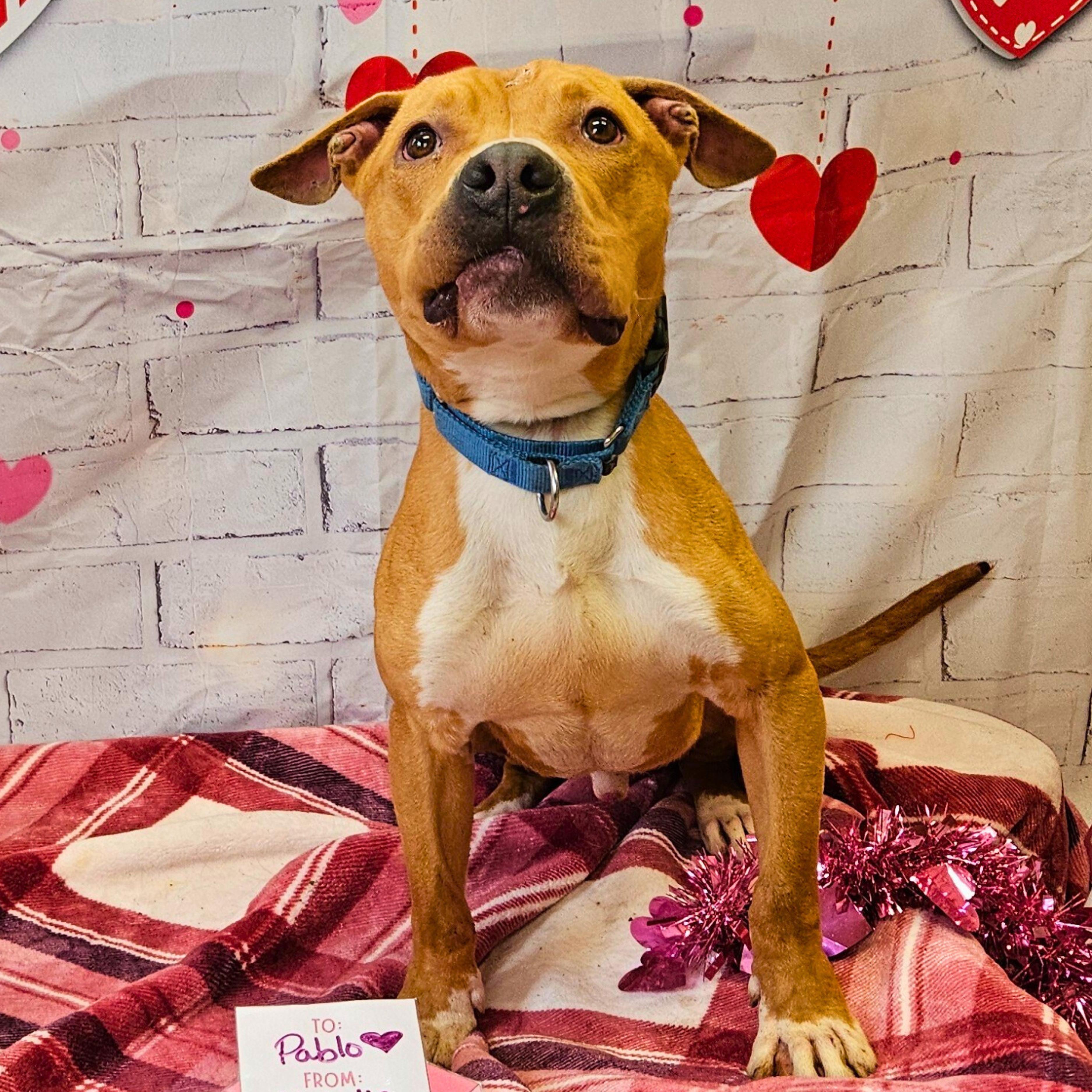 Pablo, a Adoptable American Bully in Waterloo, IA image 1/4