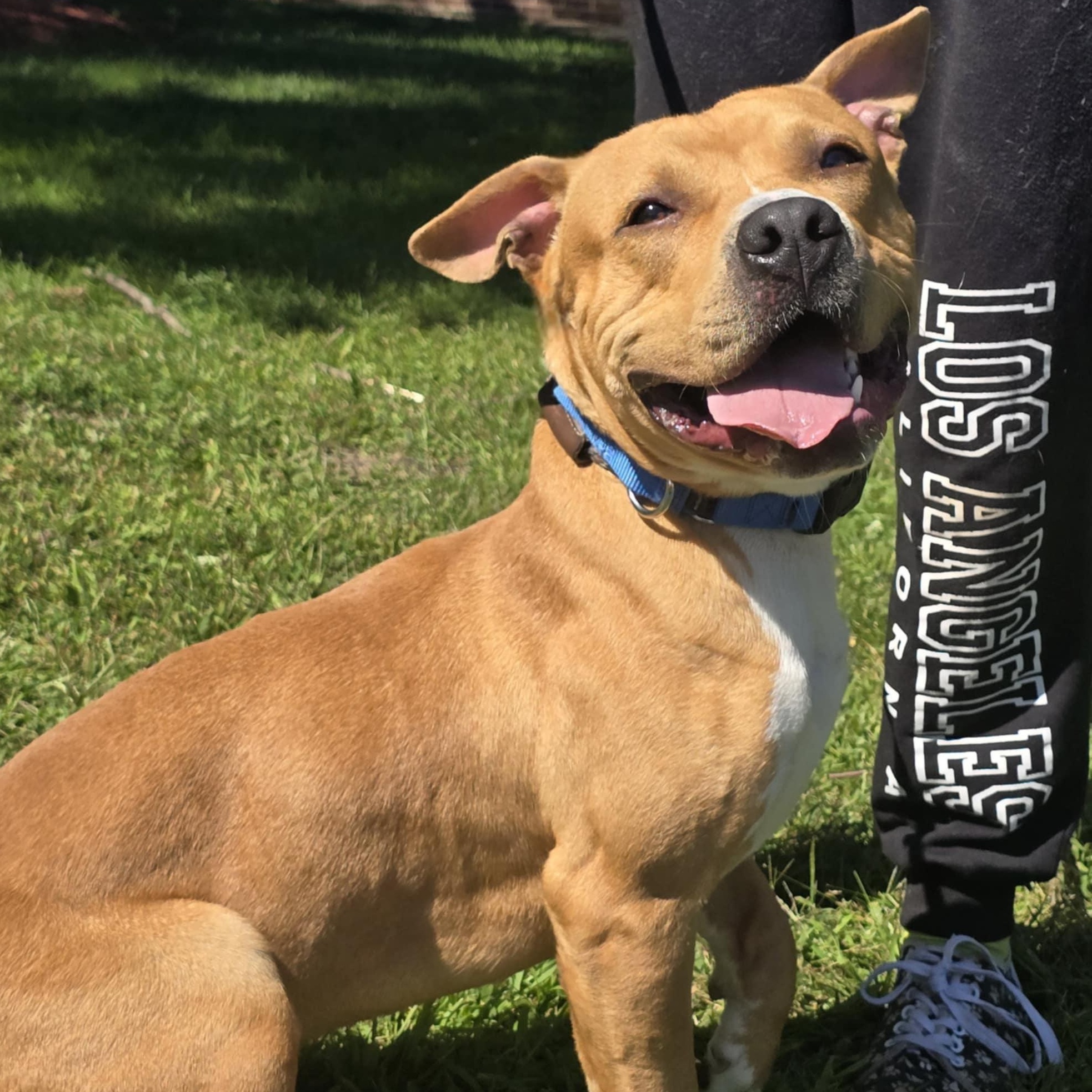 Pablo, a Adoptable American Bully in Waterloo, IA image 2/4