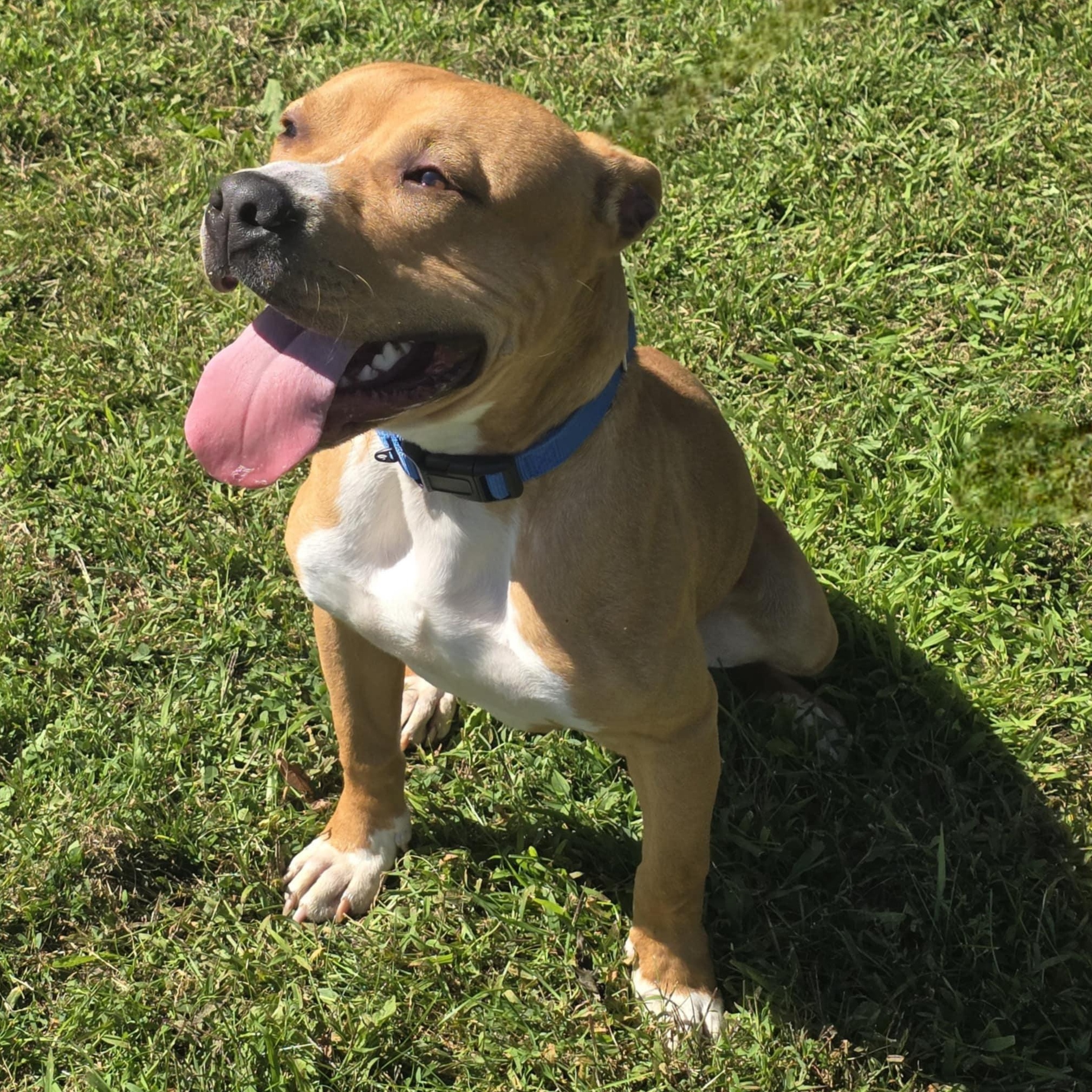 Pablo, a Adoptable American Bully in Waterloo, IA image 3/4