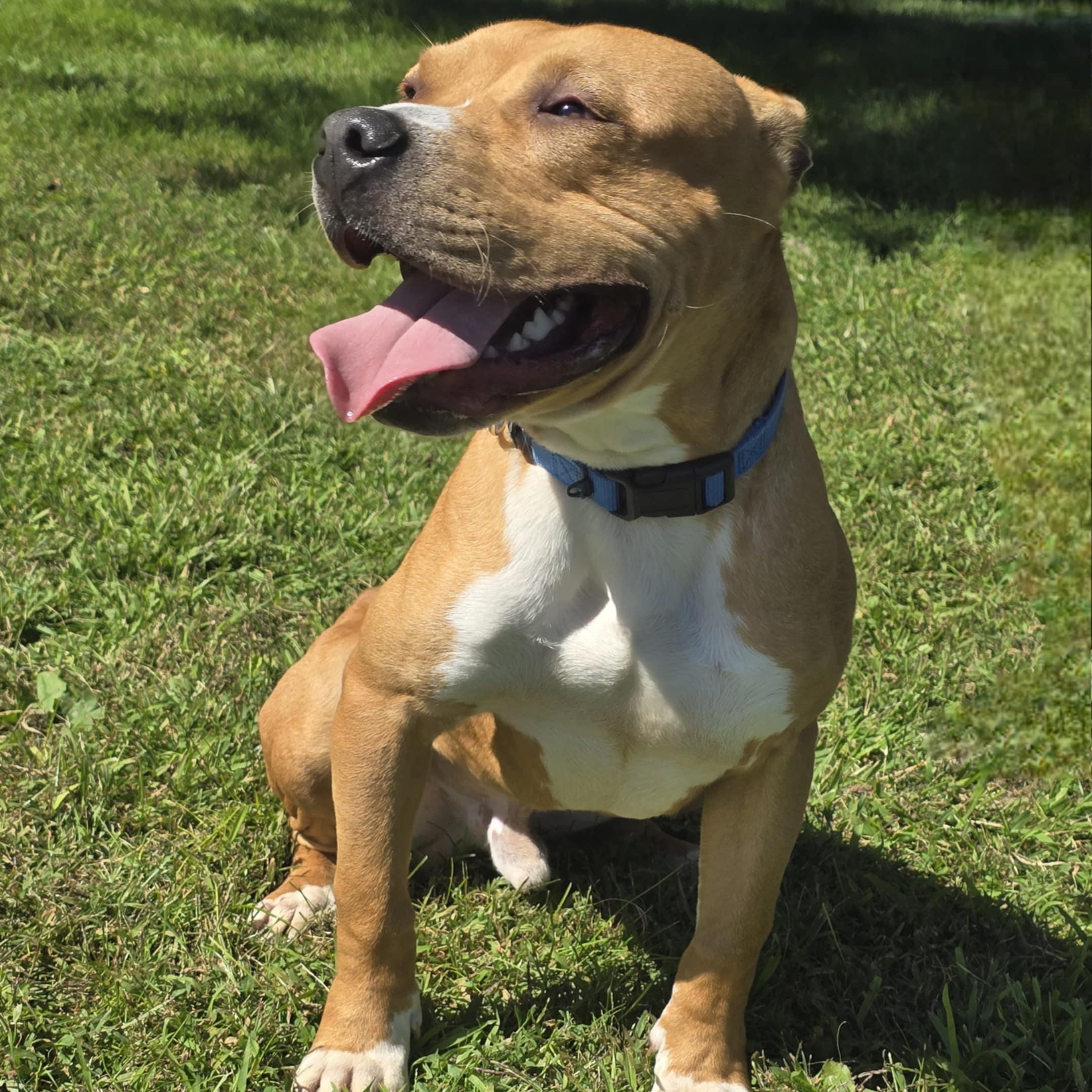 Pablo, a Adoptable American Bully in Waterloo, IA image 4/4