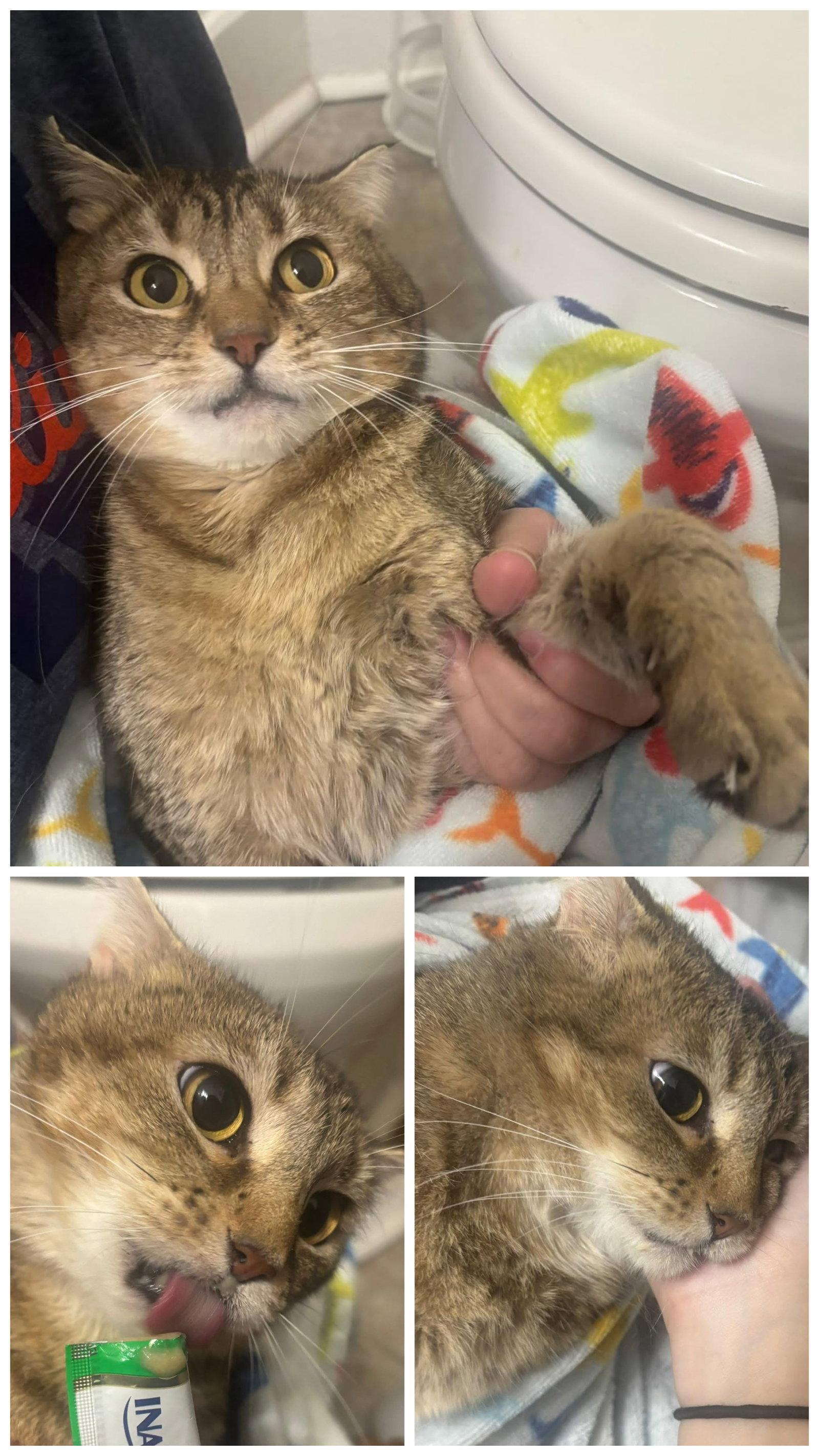Meadow, Adoptable, Adult Female Domestic Short Hair.