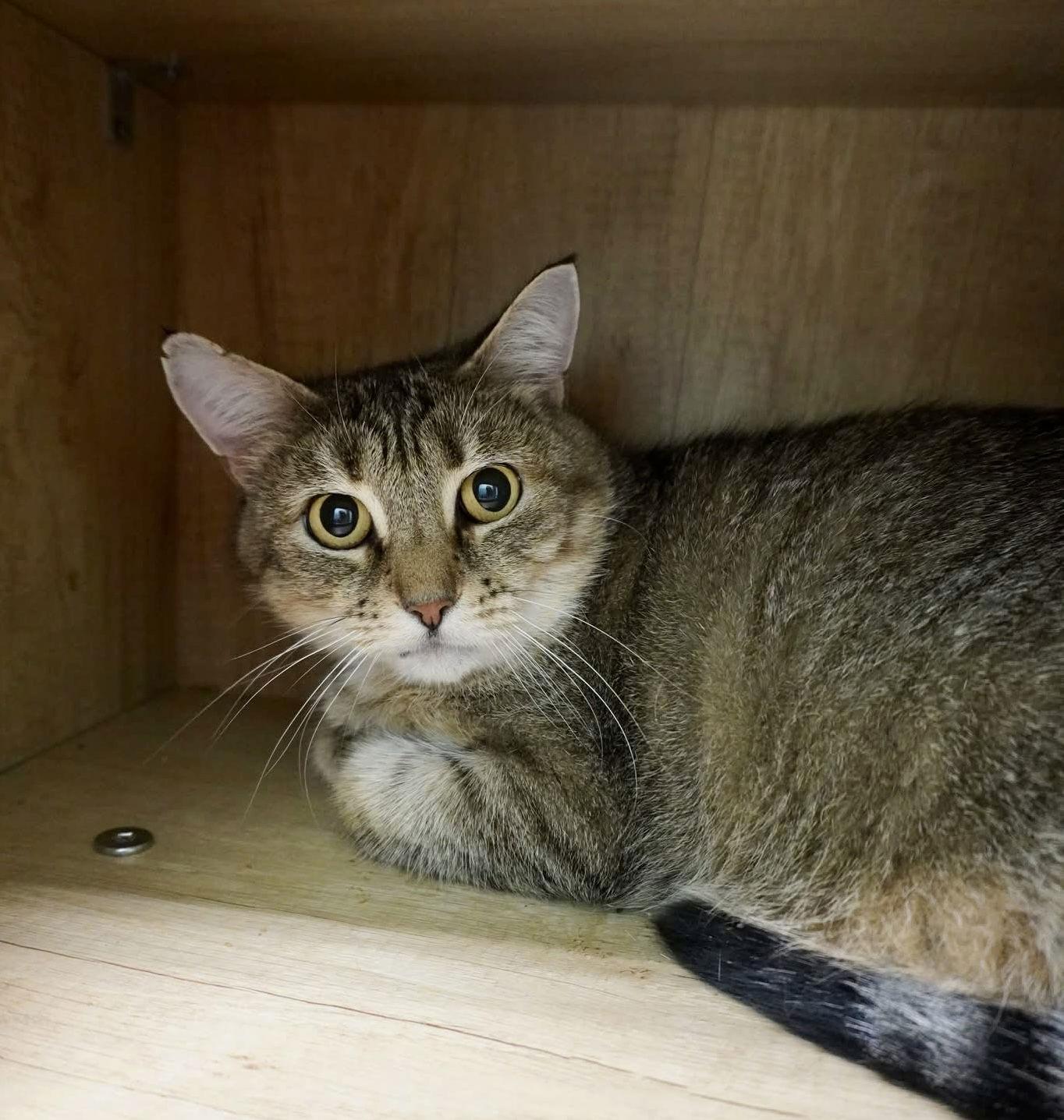 Meadow, a Adoptable Domestic Short Hair in Champaign, IL image 1/3