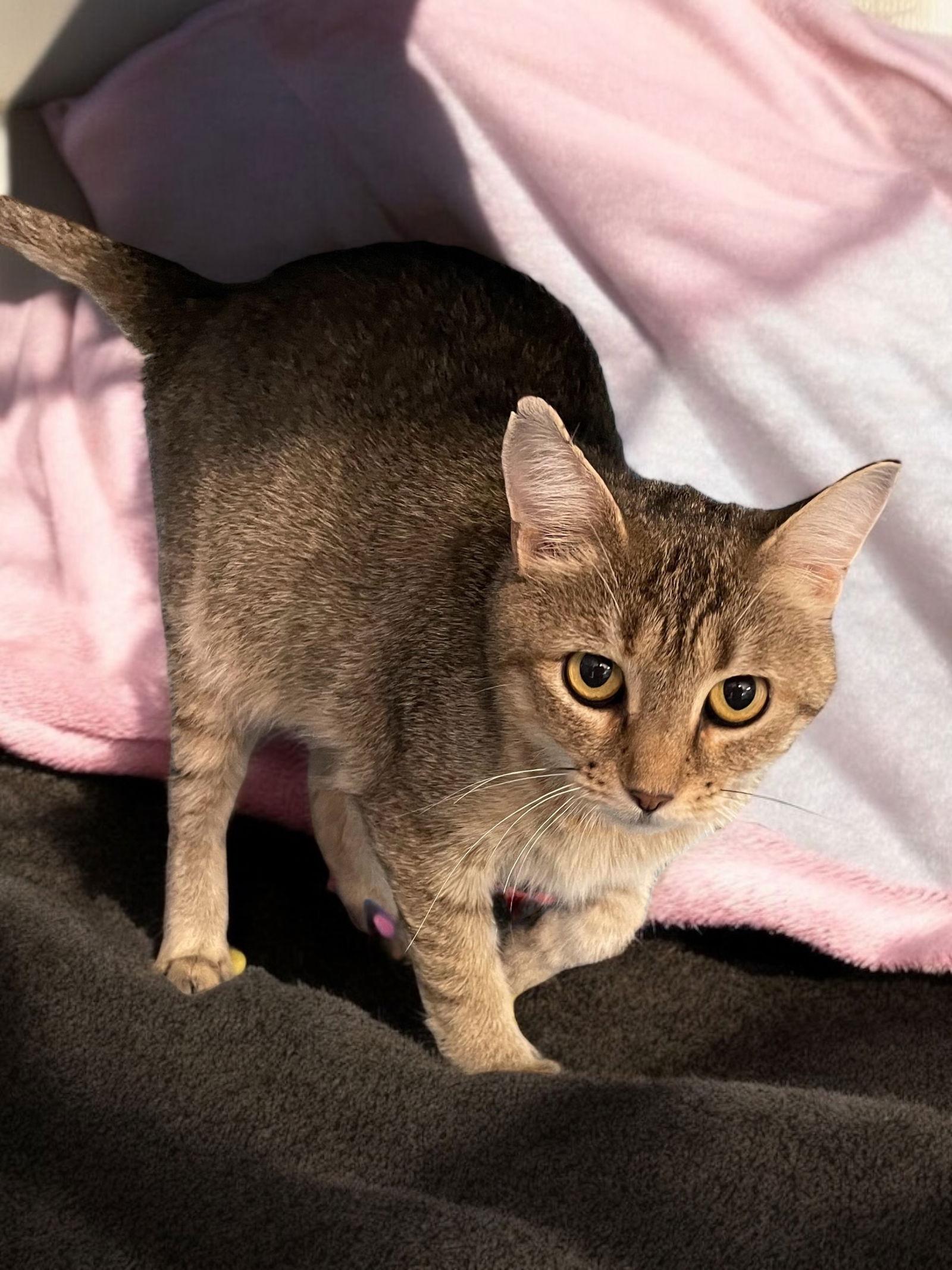 Meadow, a Adoptable Domestic Short Hair in Champaign, IL image 2/3