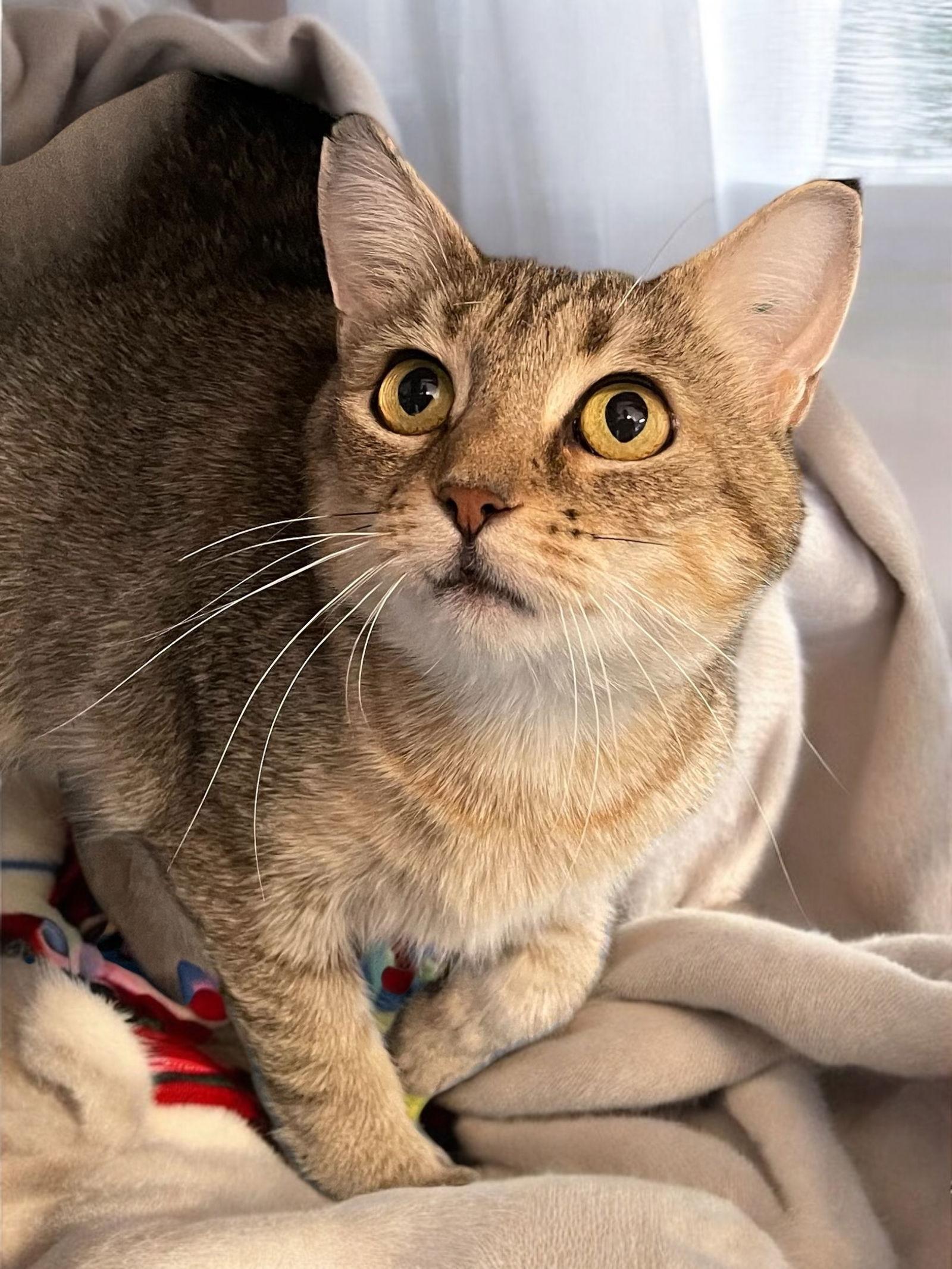 Meadow, a Adoptable Domestic Short Hair in Champaign, IL image 3/3