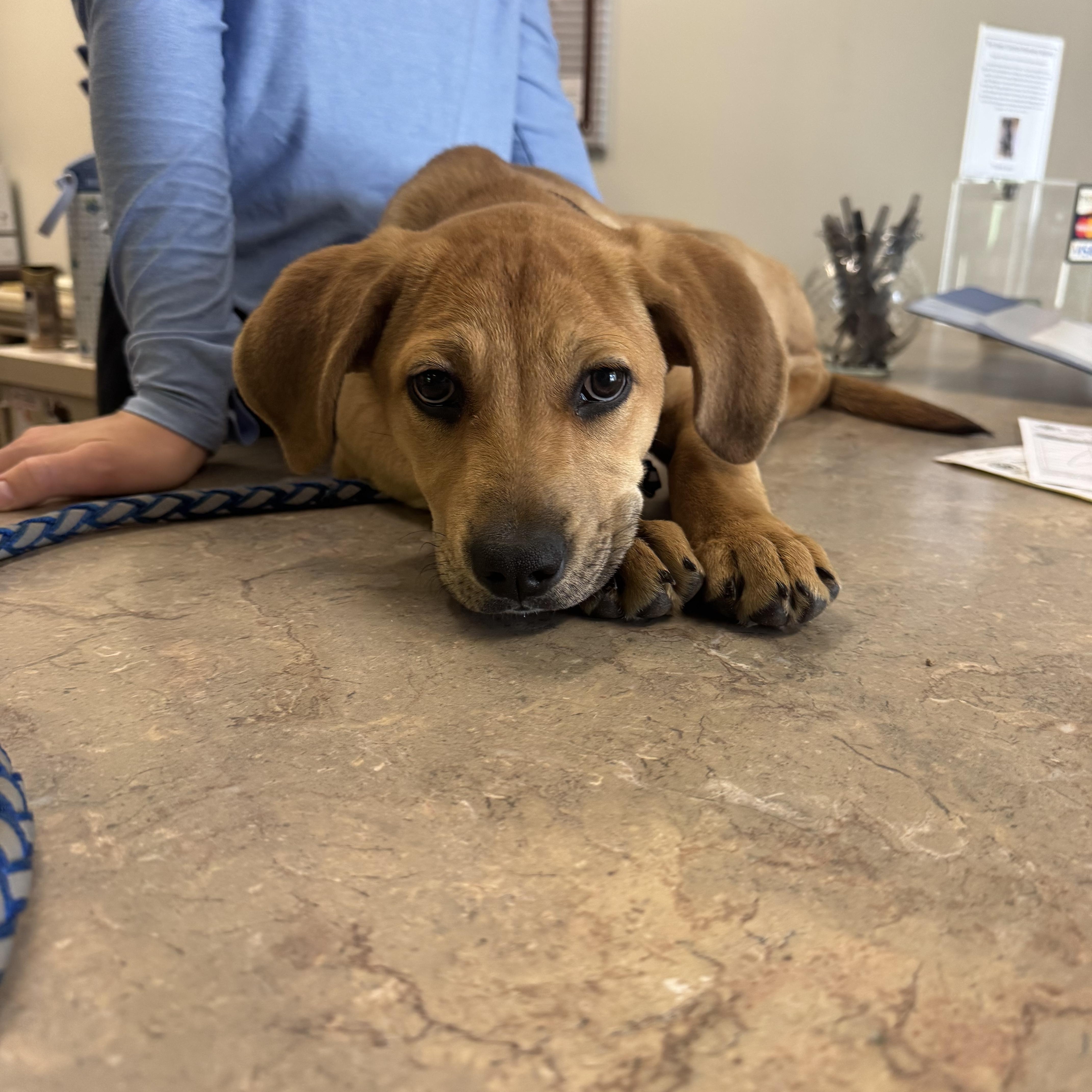 Amelia, an adopted mixed breed in Dodgeville, WI image 2/4