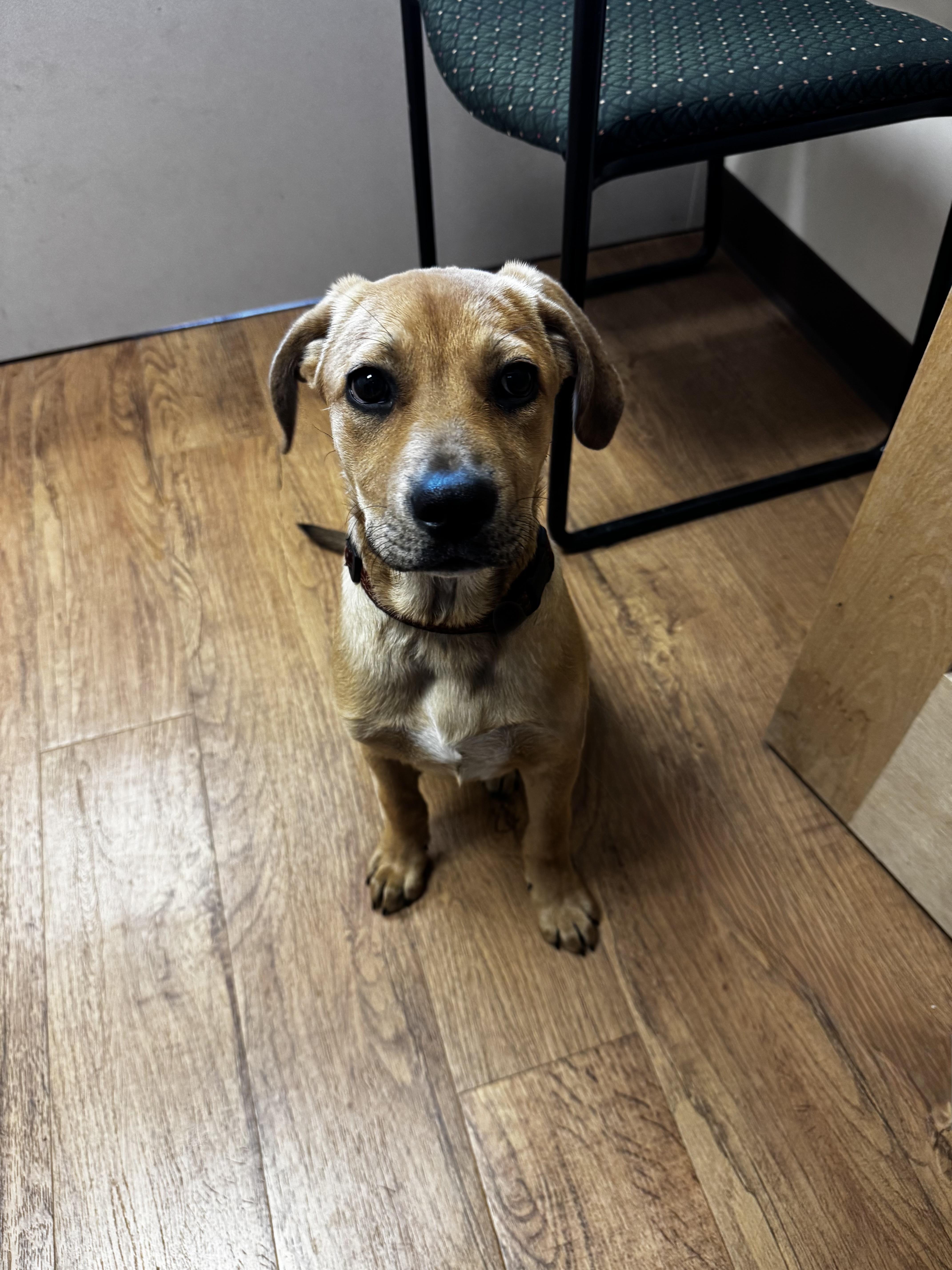 Amelia, adopted, Puppy Female Hound.