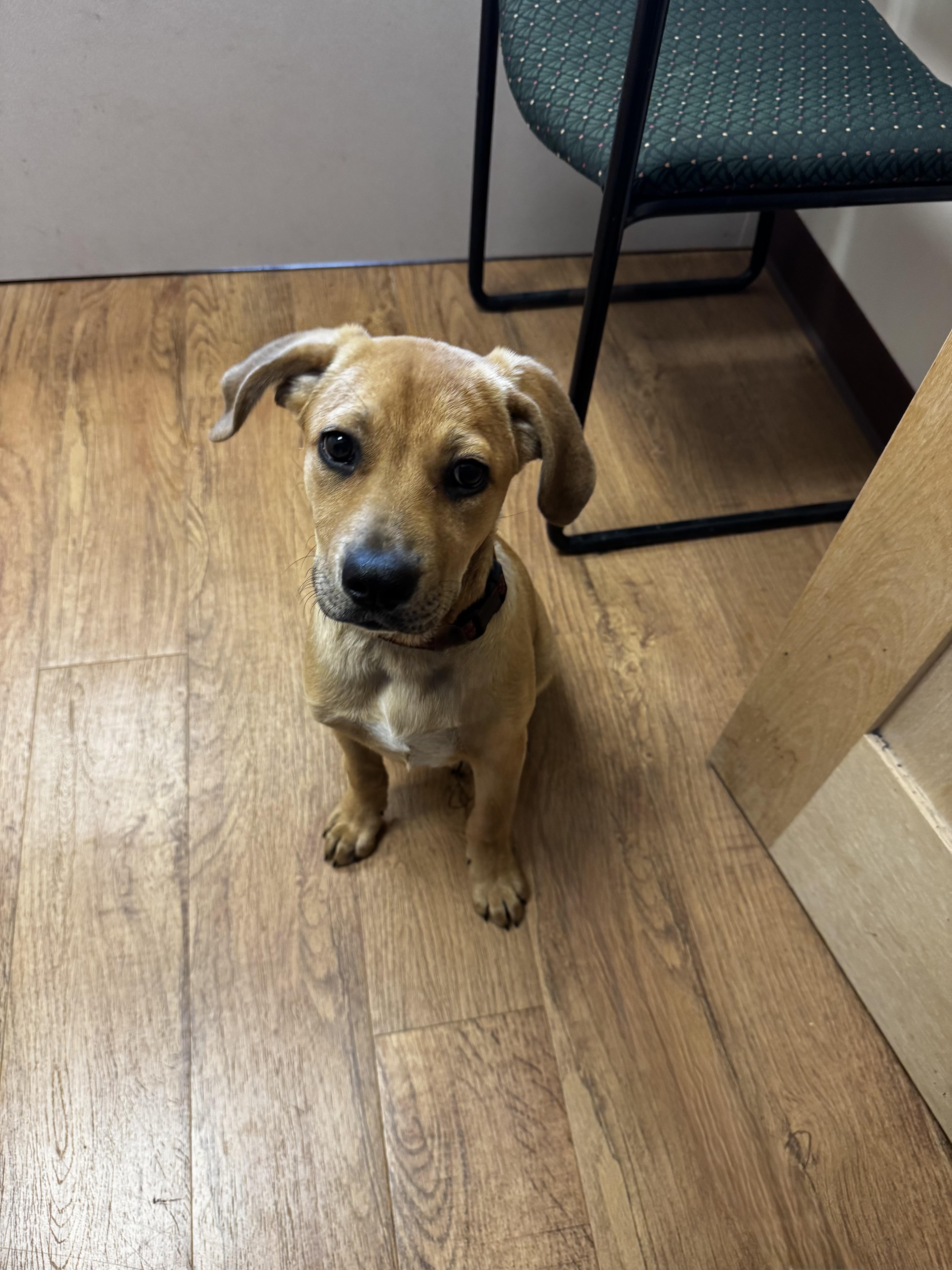 Amelia, an adopted mixed breed in Dodgeville, WI image 3/4