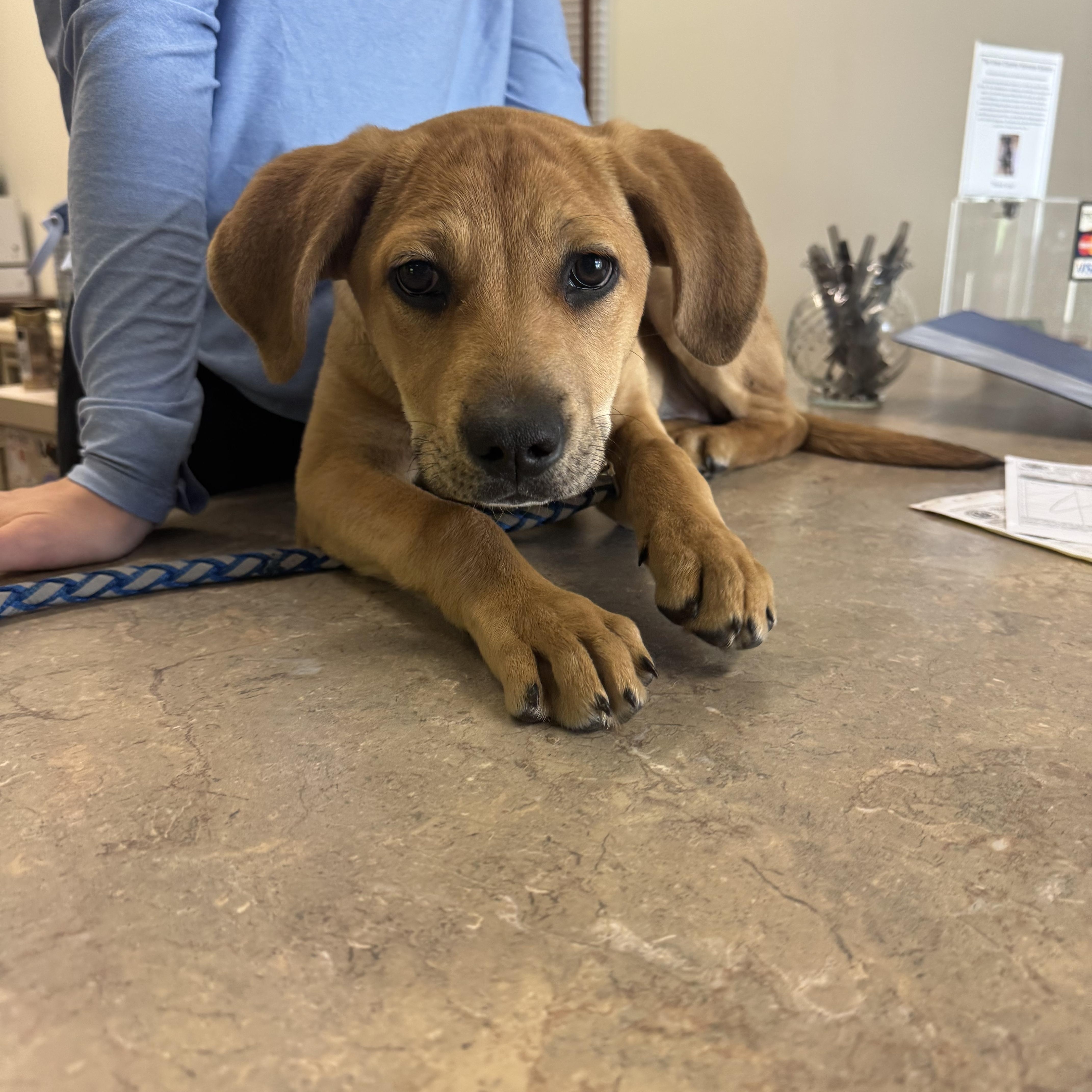 Amelia, an adopted mixed breed in Dodgeville, WI image 4/4