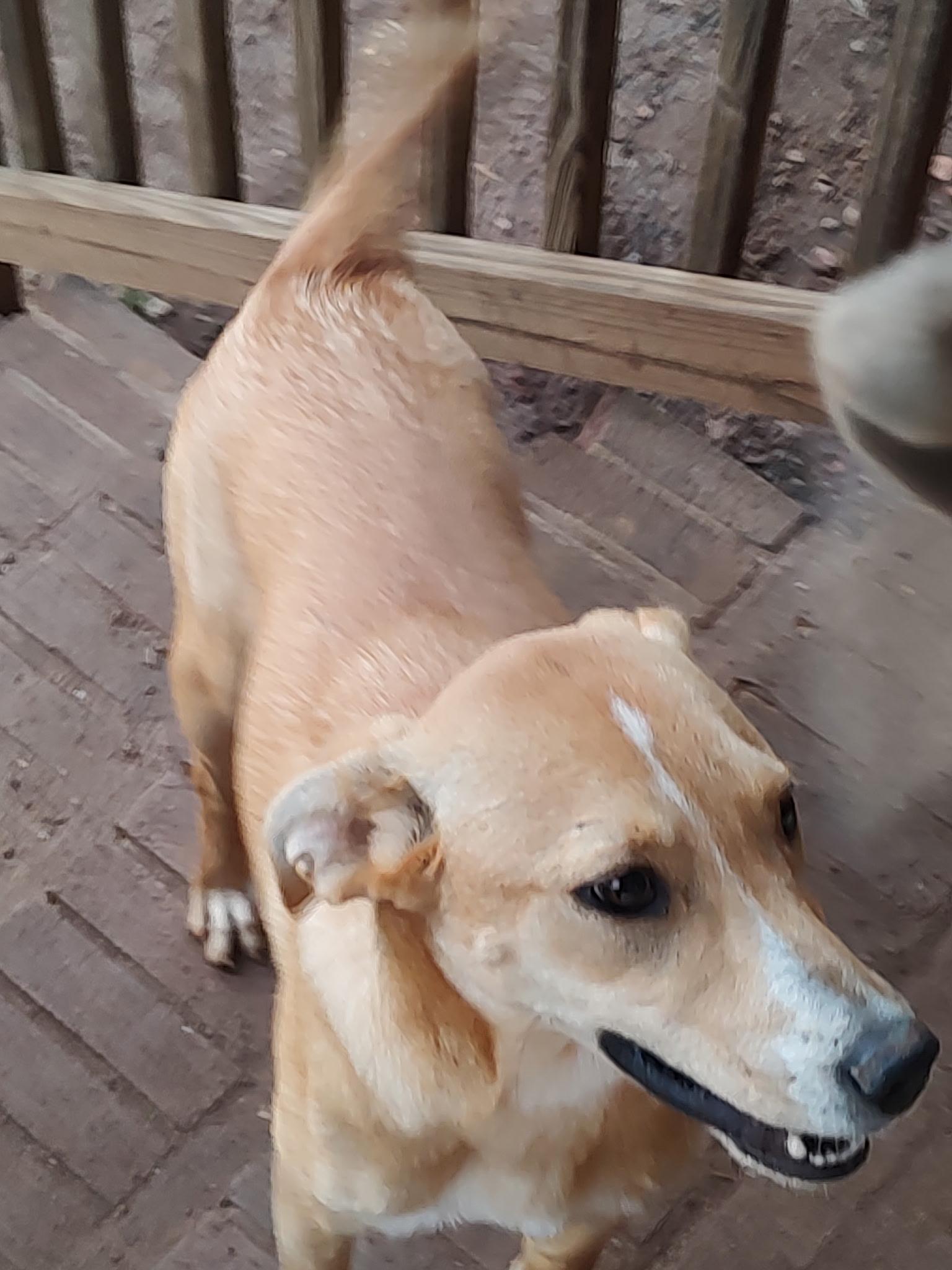Enlarge Foxy , a ADOPTABLE mixed breed in Williamston, SC image 4/6