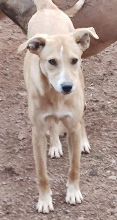 Enlarge Foxy , a ADOPTABLE mixed breed in Williamston, SC image 5/6