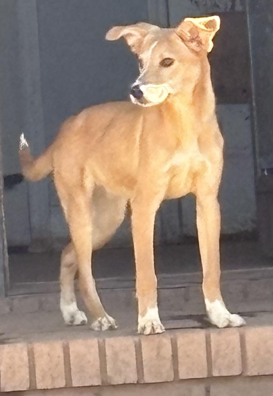 Foxy , a ADOPTABLE mixed breed in Williamston, SC image 1/5