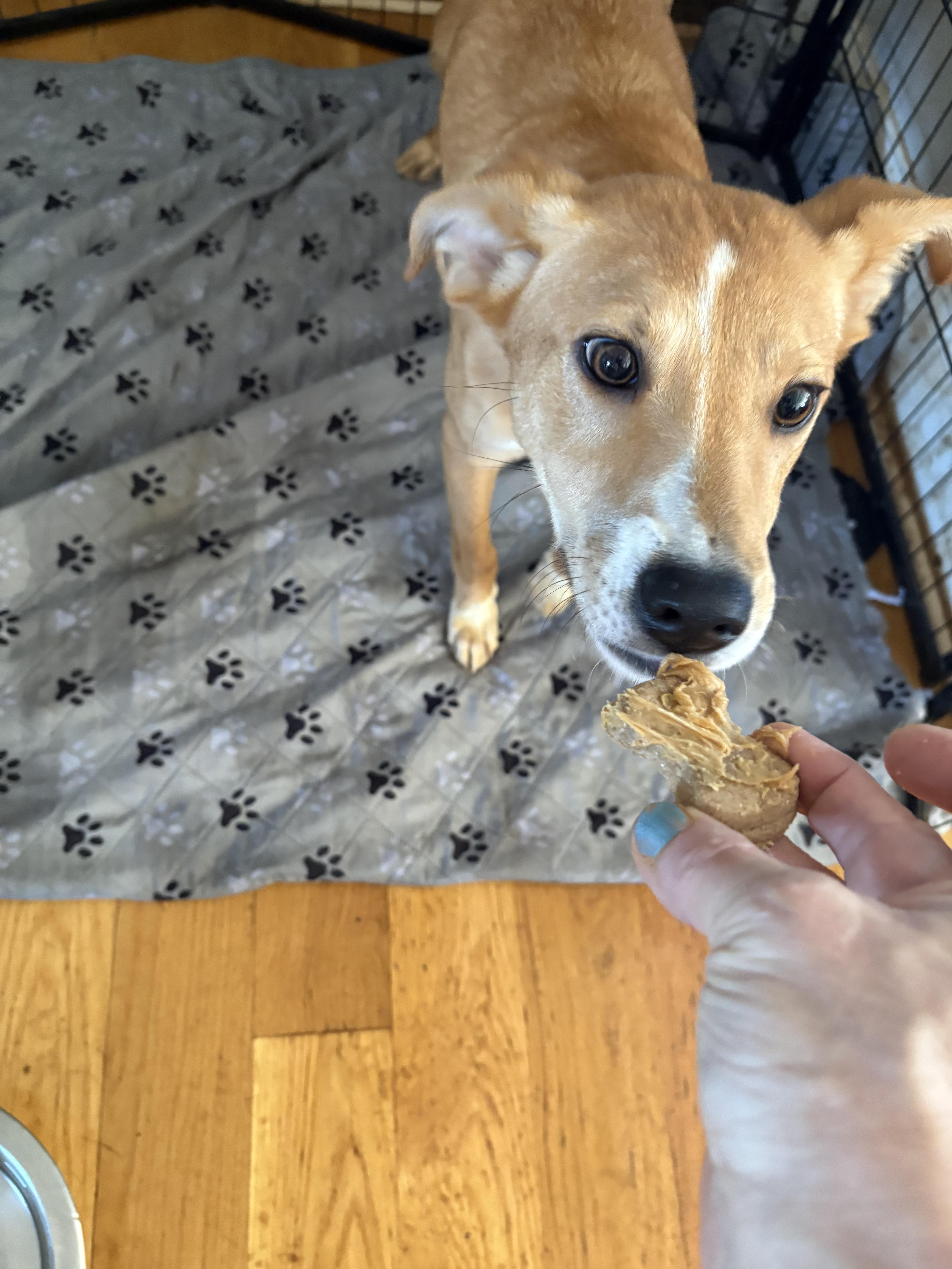 Foxy , a ADOPTABLE mixed breed in Williamston, SC image 4/5