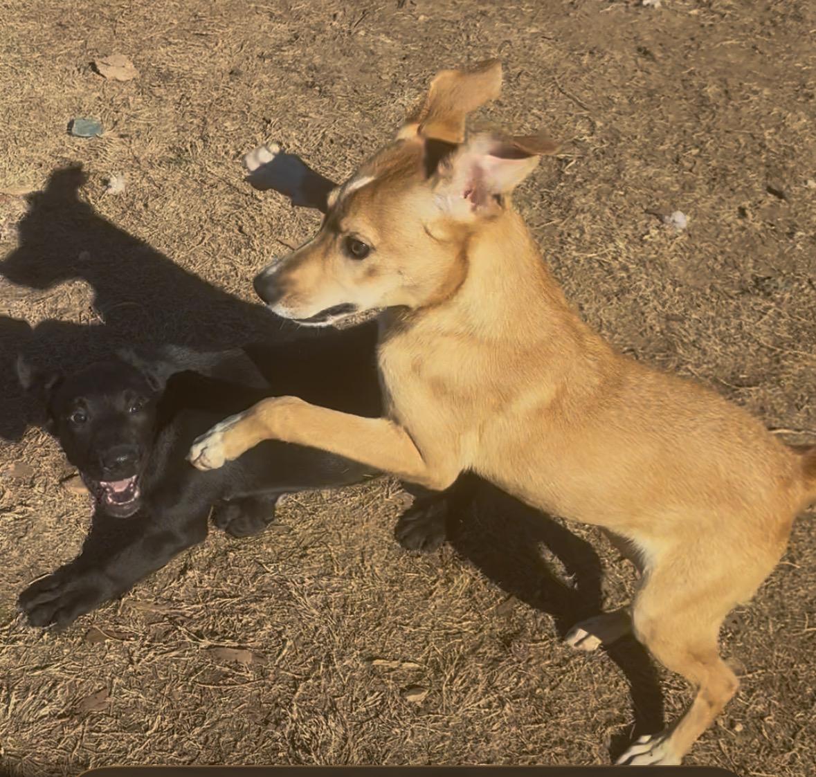 Foxy , a ADOPTABLE mixed breed in Williamston, SC image 5/5