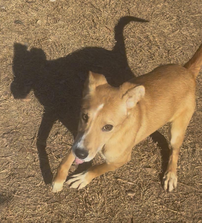 Foxy , a ADOPTABLE mixed breed in Williamston, SC image 2/5