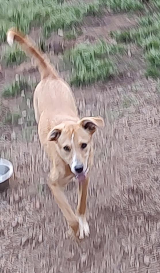 Enlarge Foxy , a ADOPTABLE mixed breed in Williamston, SC image 6/6