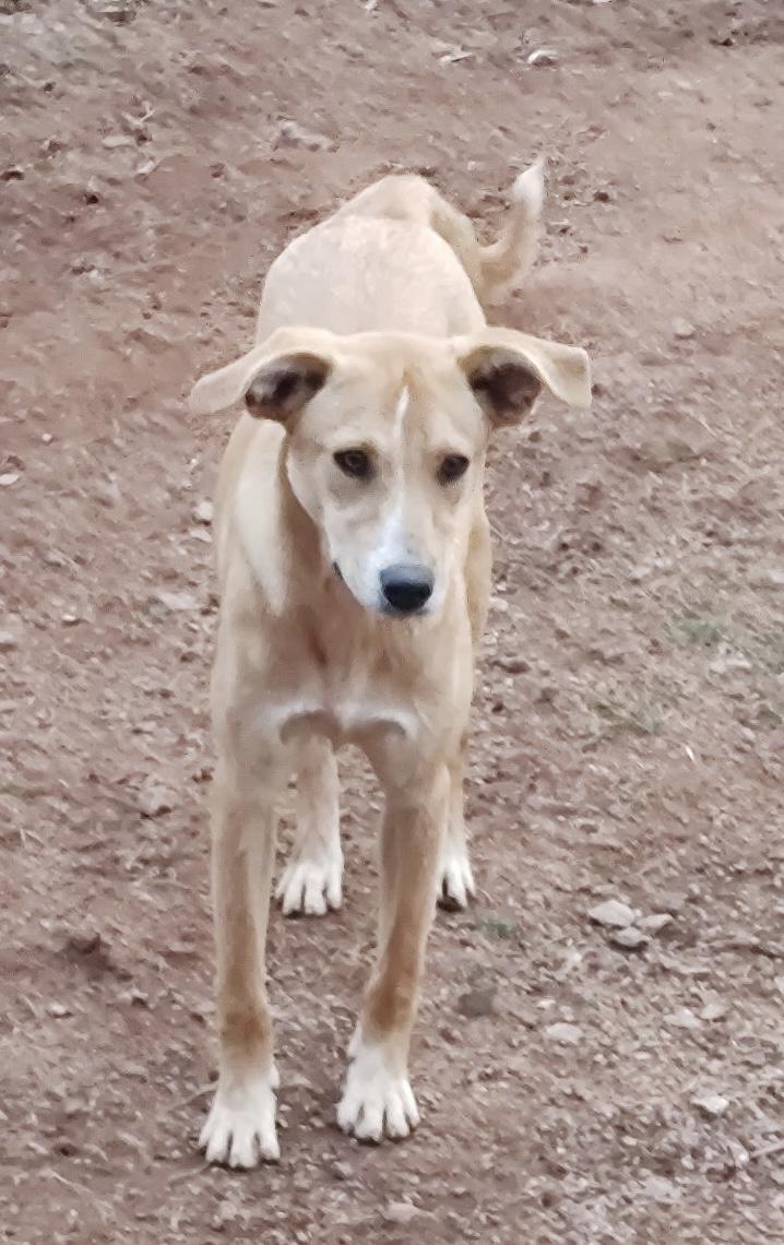 Enlarge Foxy , a ADOPTABLE mixed breed in Williamston, SC image 1/6