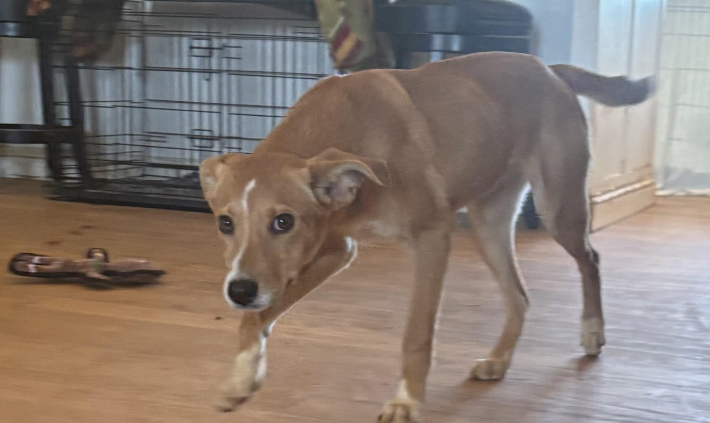 Foxy , a ADOPTABLE mixed breed in Williamston, SC image 3/5