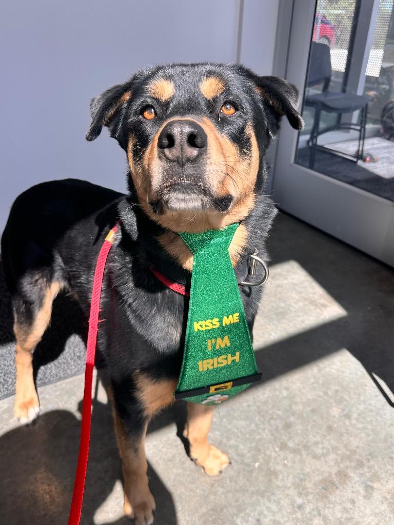 Sarge, Adoptable, Adult Male Rottweiler & Shepherd.