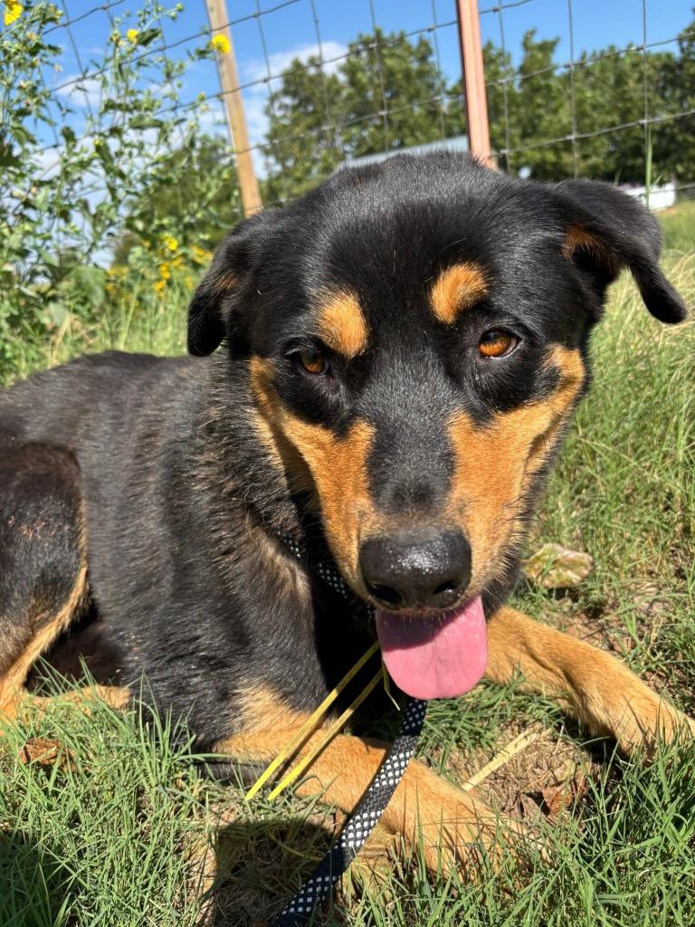 Sarge, Adoptable, Adult Male Rottweiler & Shepherd.