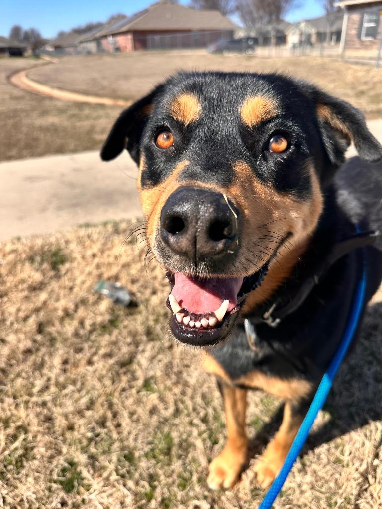 Enlarge Sarge, a Adoptable mixed breed in Newcastle, OK image 2/2