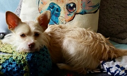 SKY, a Adoptable mixed breed in El Segundo, CA image 4/6