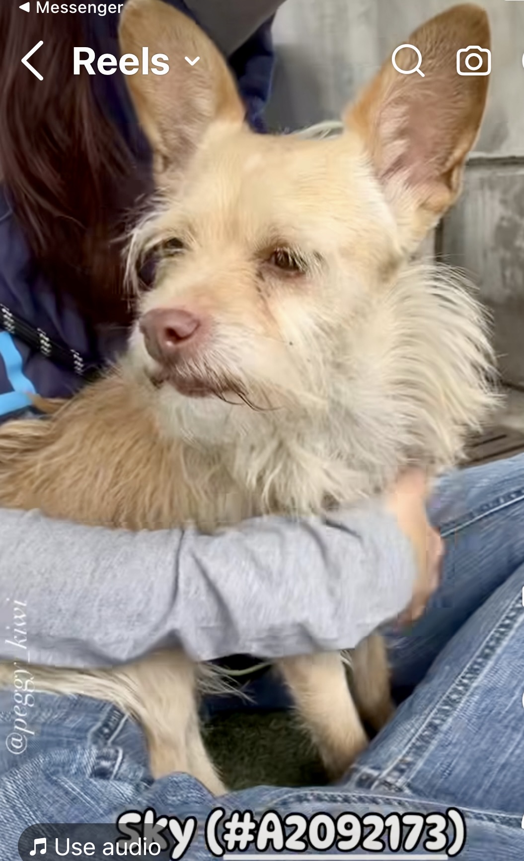 SKY, a Adoptable mixed breed in El Segundo, CA image 5/6