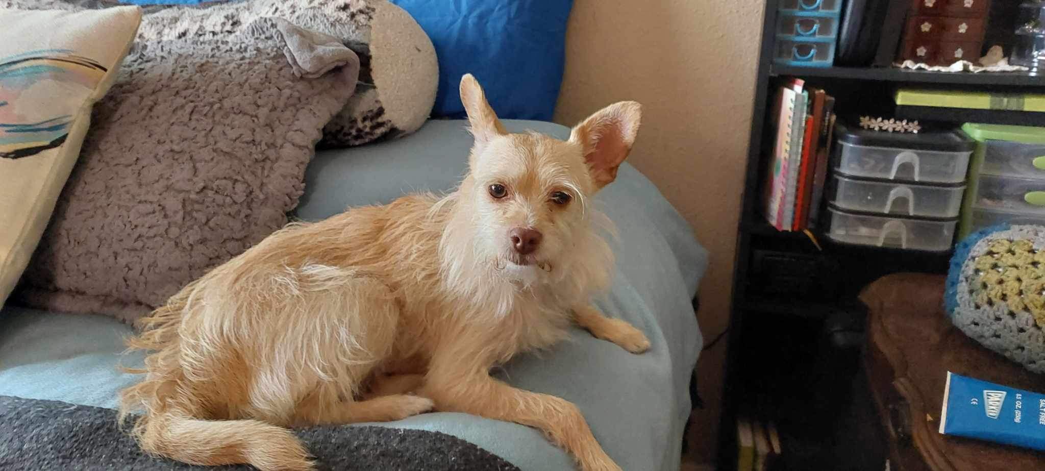 SKY, a Adoptable mixed breed in El Segundo, CA image 2/6