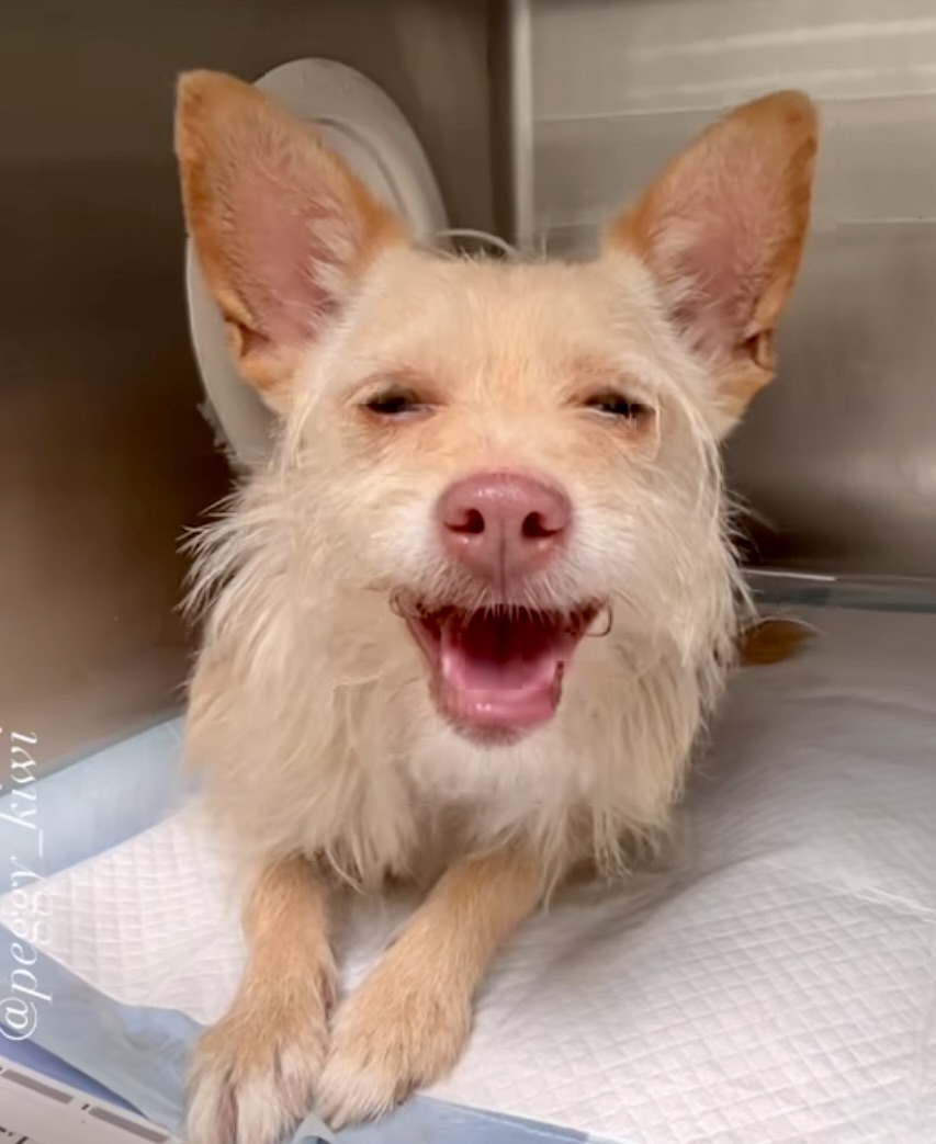 SKY, a Adoptable mixed breed in El Segundo, CA image 3/6