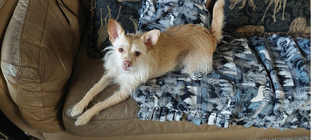 SKY, a Adoptable mixed breed in El Segundo, CA image 1/6