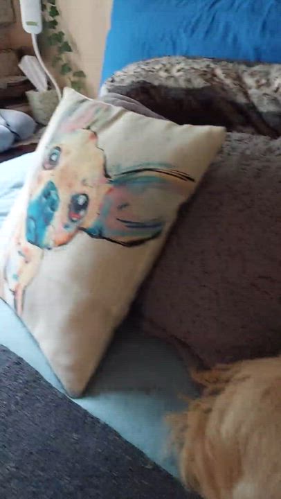 Enlarge SKY, a Adoptable mixed breed in El Segundo, CA video 6/6