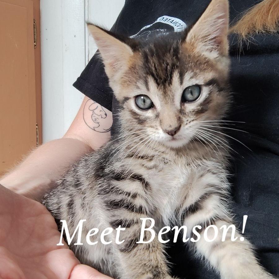 Benson, Adoptable, Young Male Domestic Short Hair.